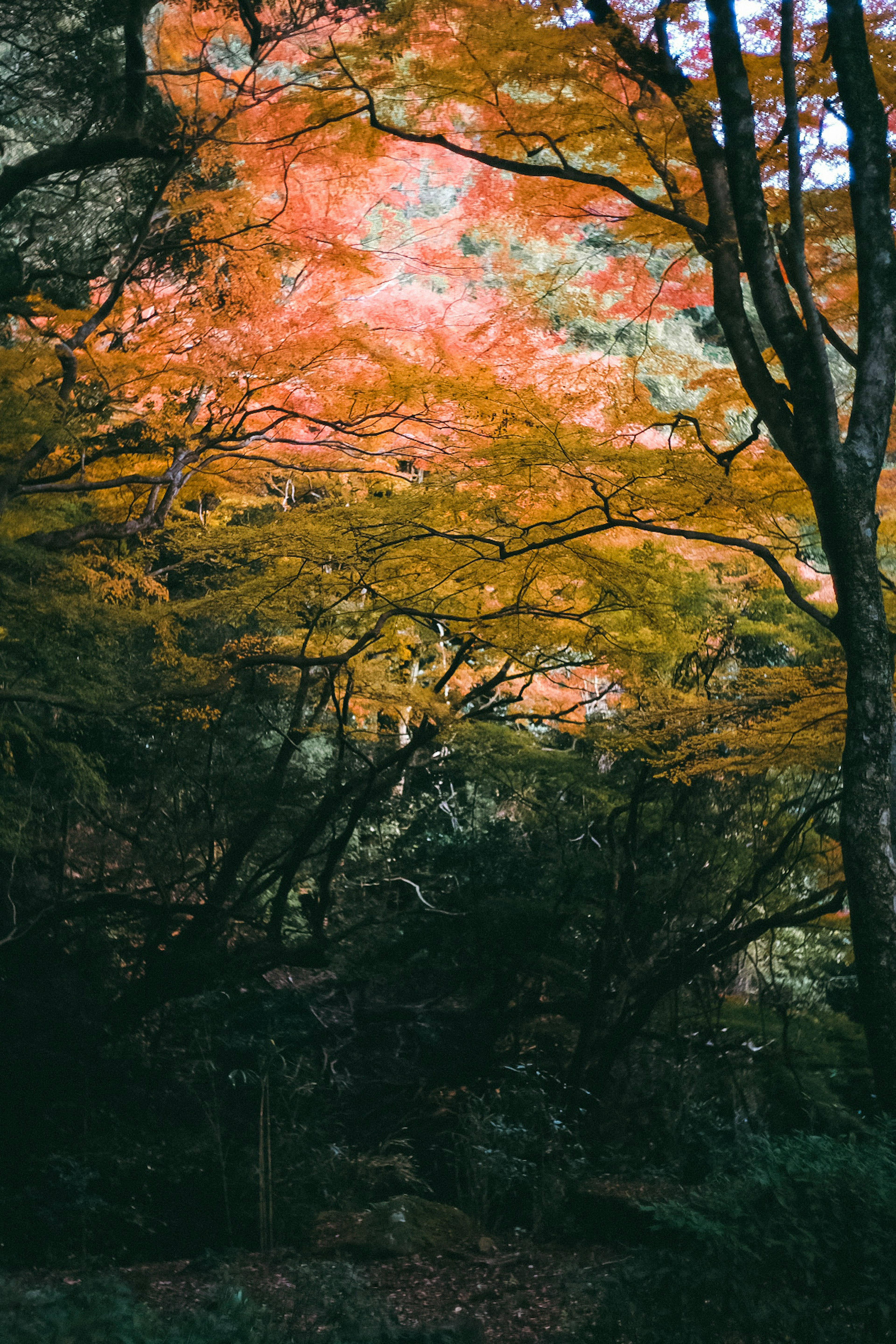 A forest scene featuring vibrant autumn foliage