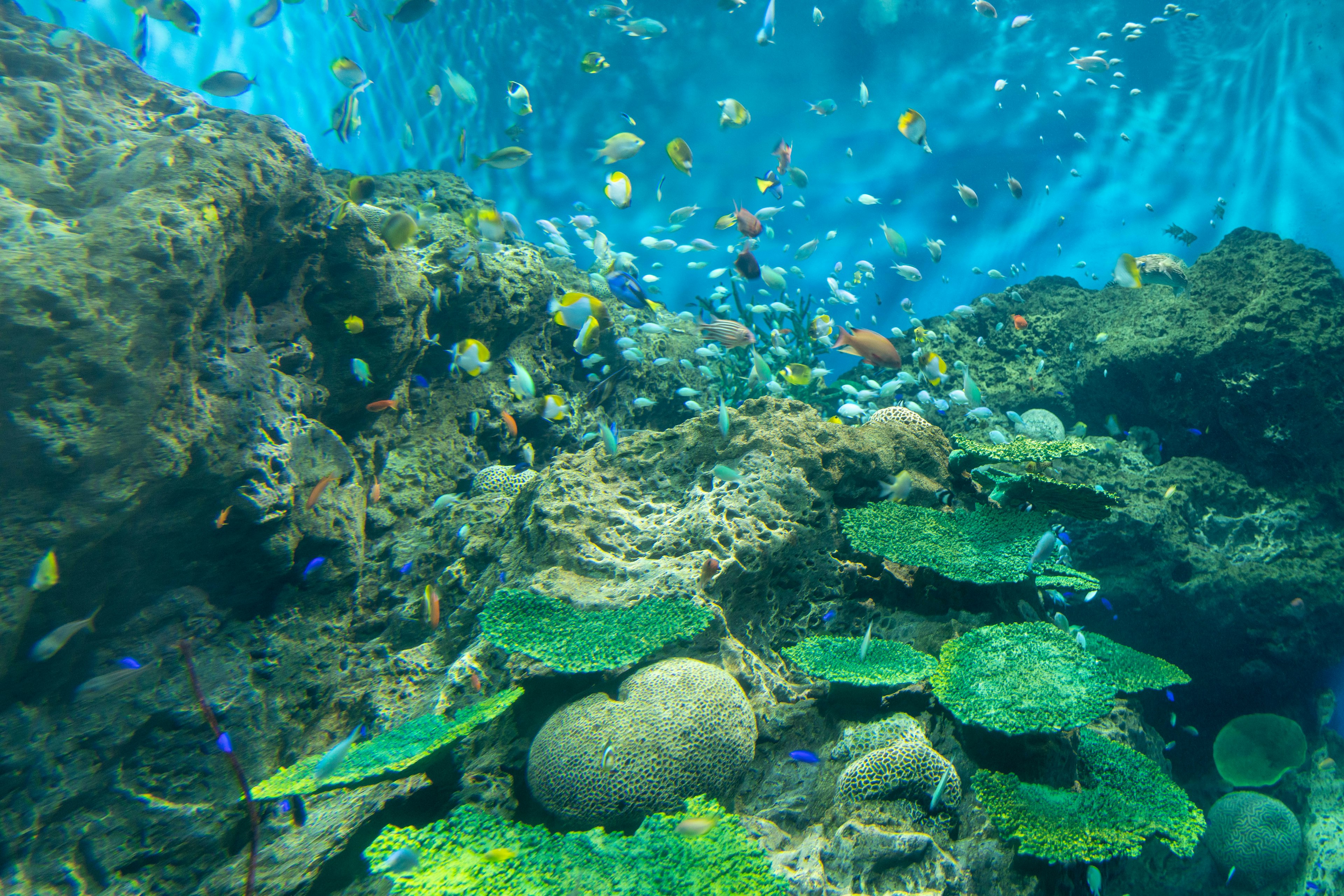 Vibrant underwater scene with colorful fish and coral formations