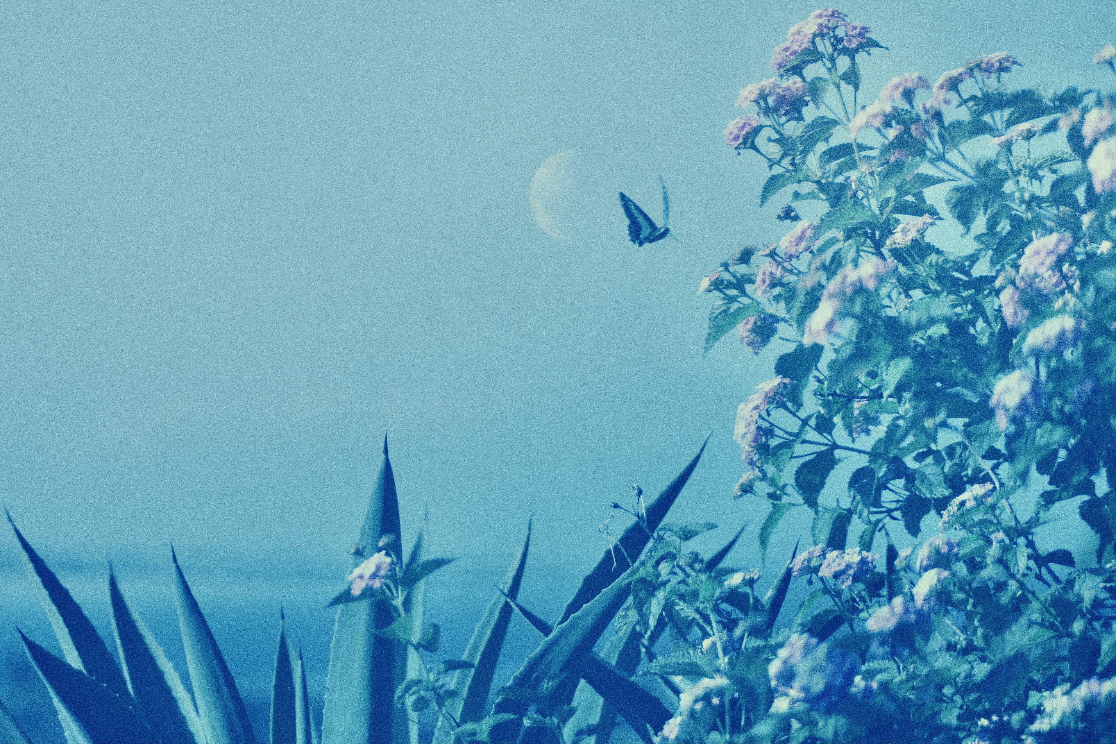 A daytime scene featuring flowers and a butterfly in blue tones