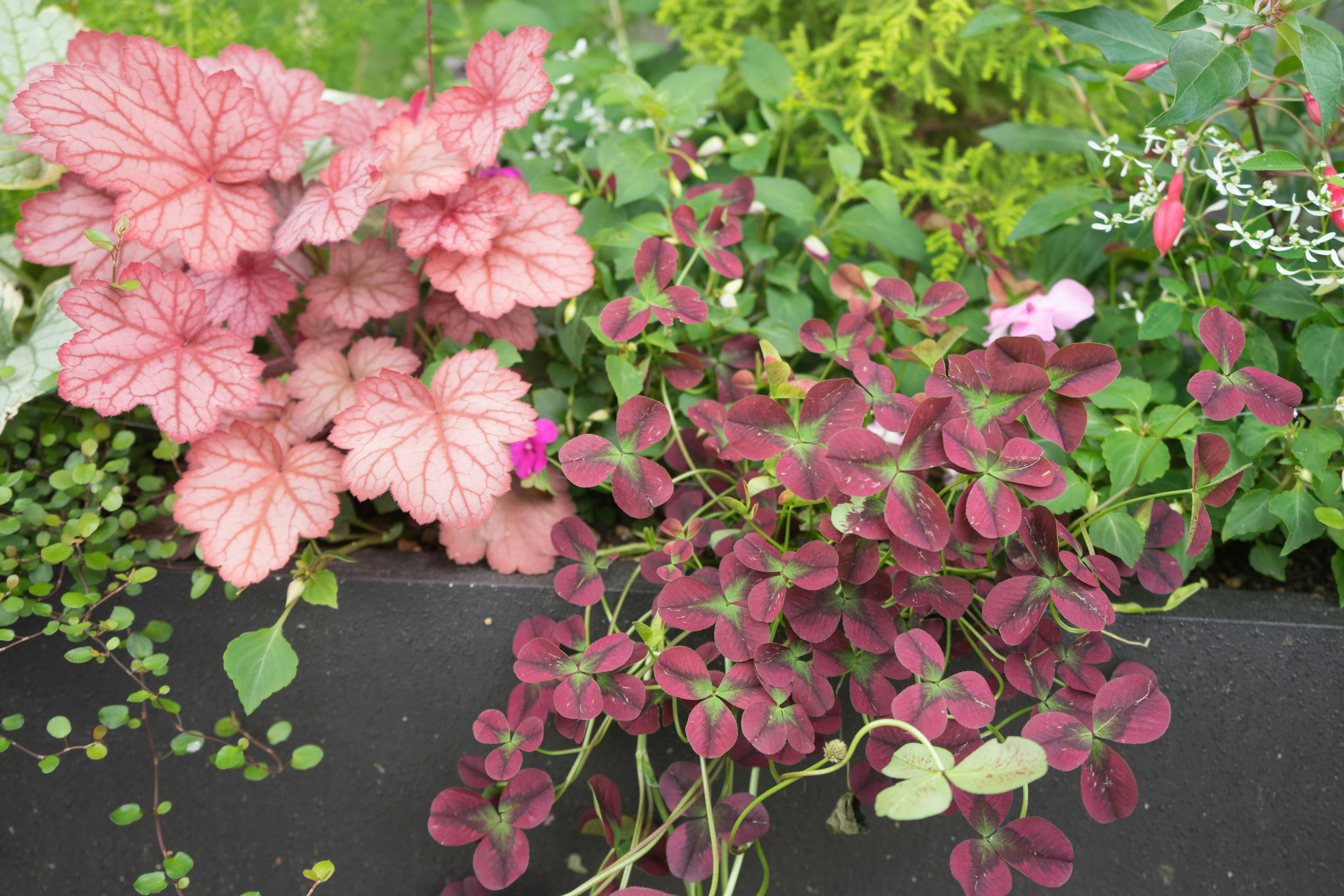 ピンクの葉を持つヘデラと赤紫色の葉を持つ植物が寄り添っている