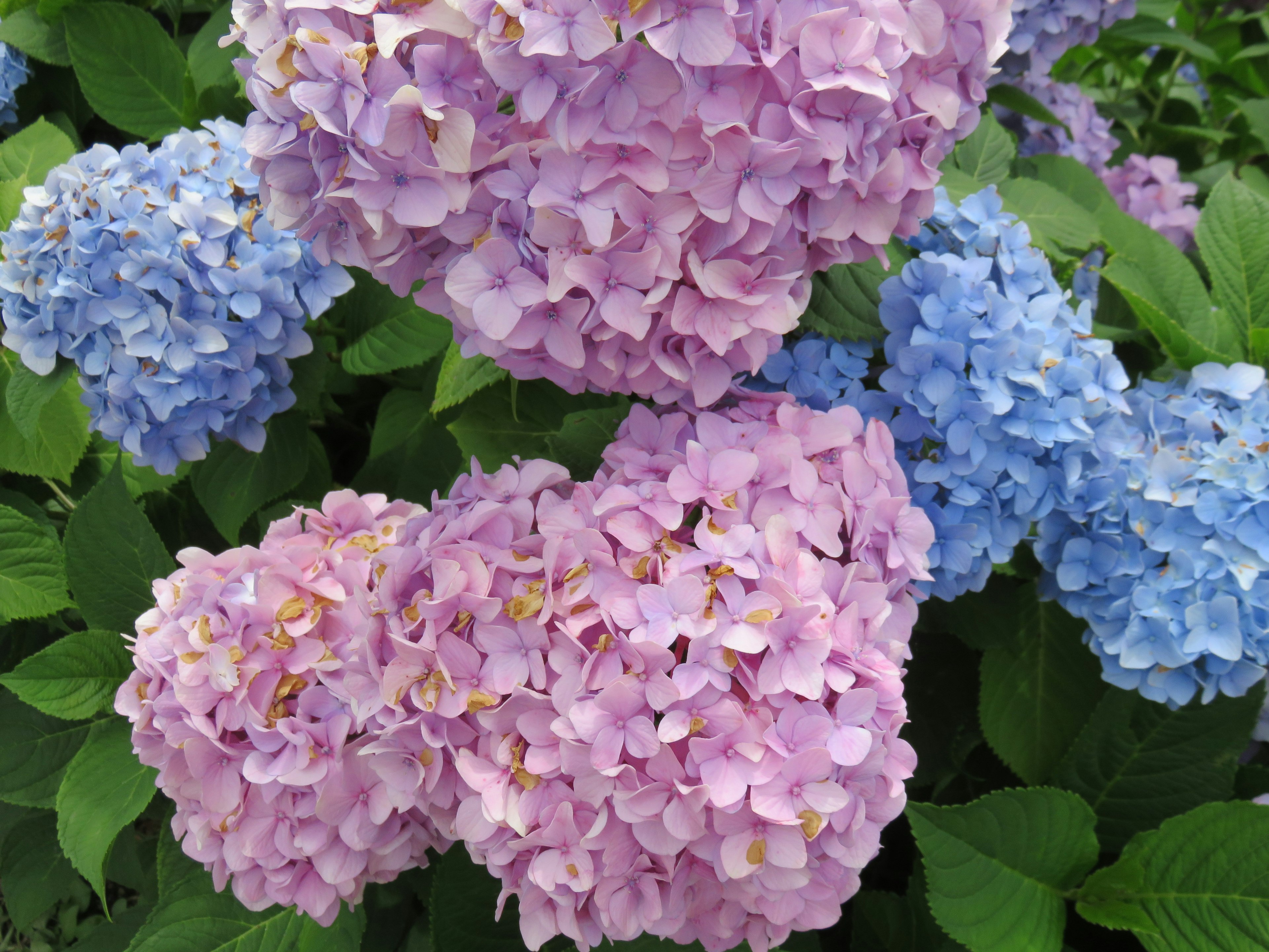 Fleurs d'hortensia roses et bleues vibrantes en pleine floraison