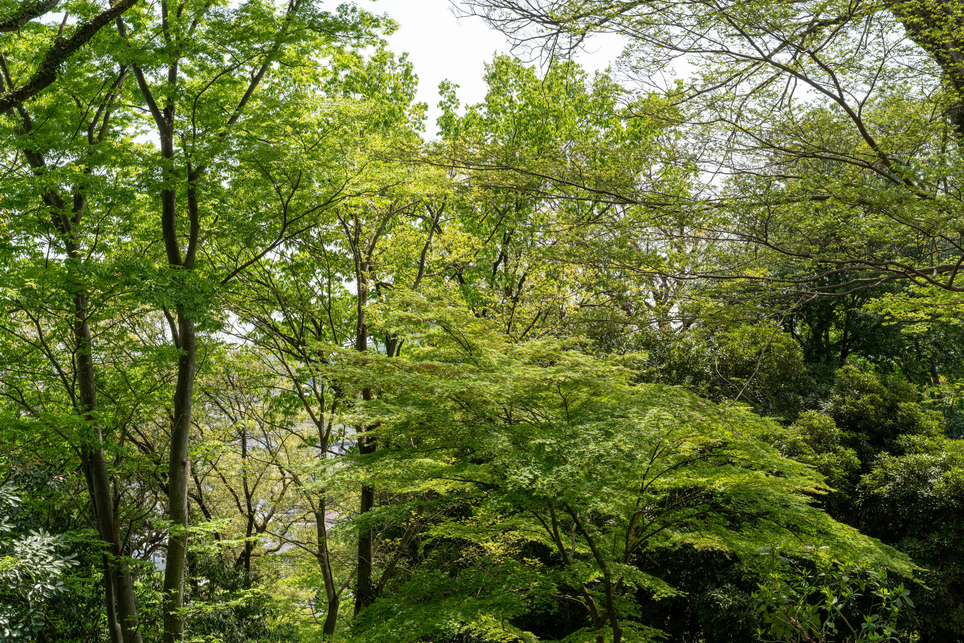 Árboles verdes exuberantes con follaje brillante y luz suave creando un paisaje sereno