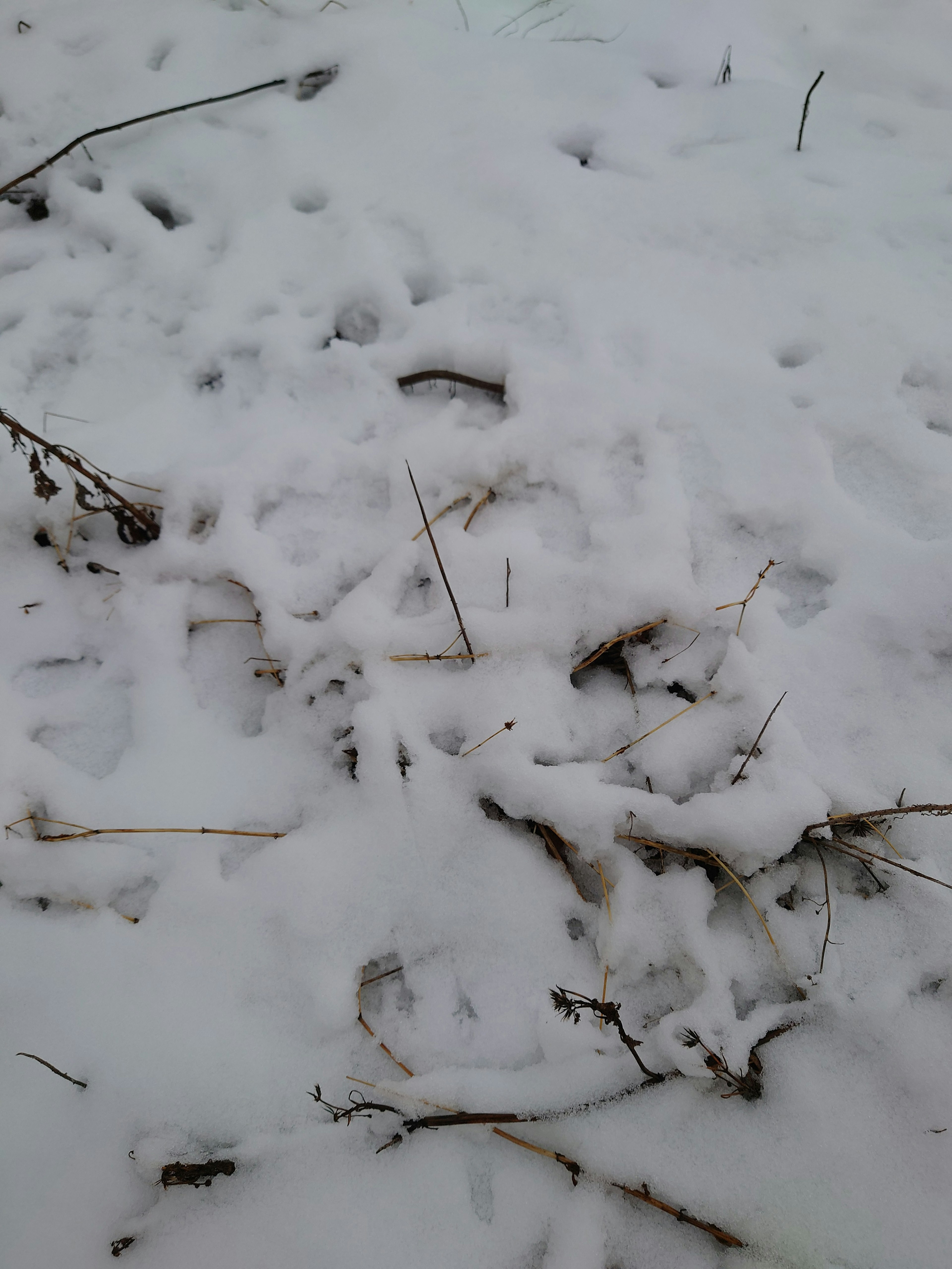 Schneebedeckter Boden mit sichtbaren Pflanzenstängeln und kleinen Zweigen