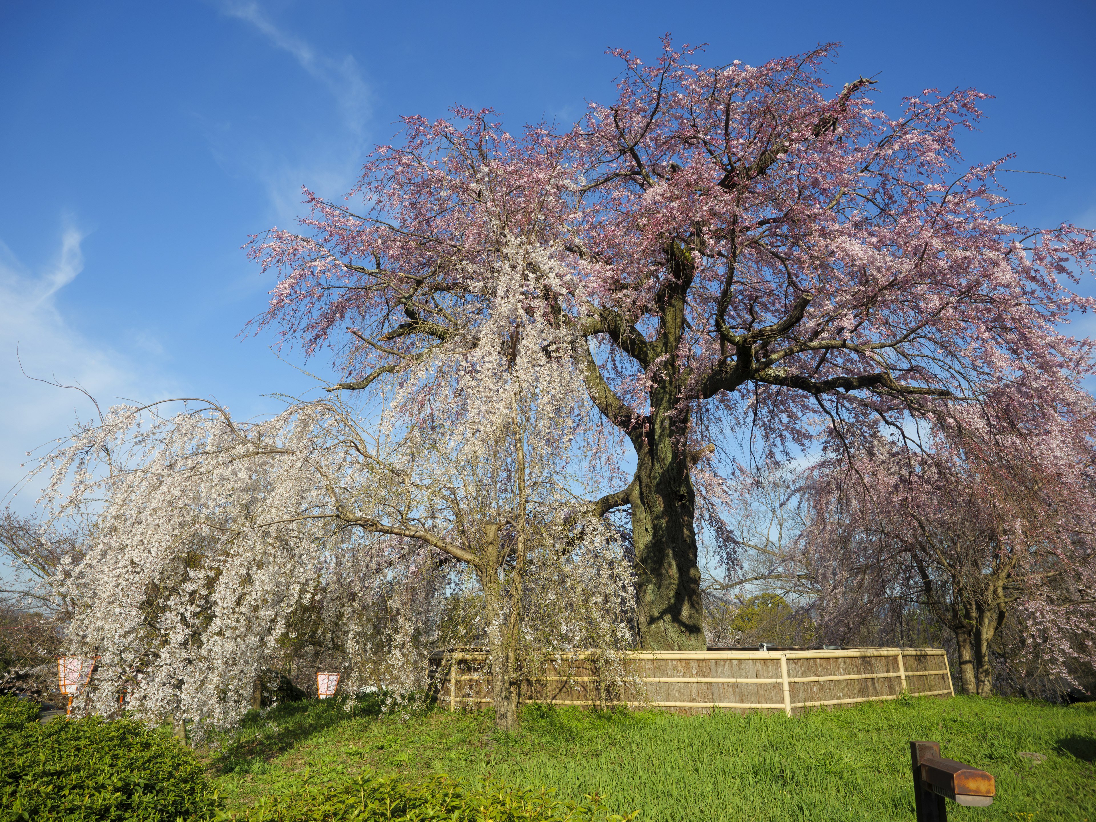 Pohon sakura yang indah di bawah langit biru