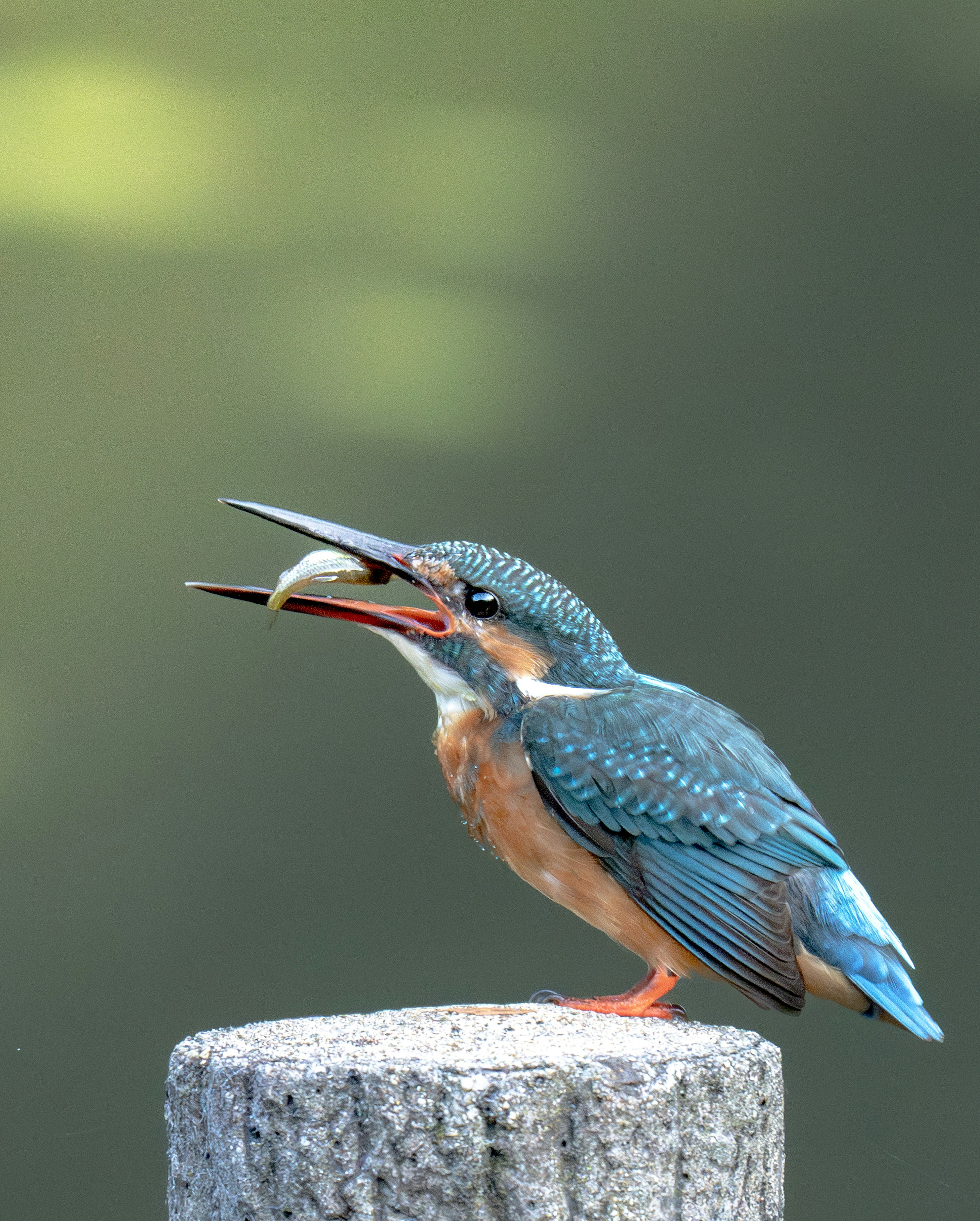 青い羽を持つカワセミが魚をくわえた姿