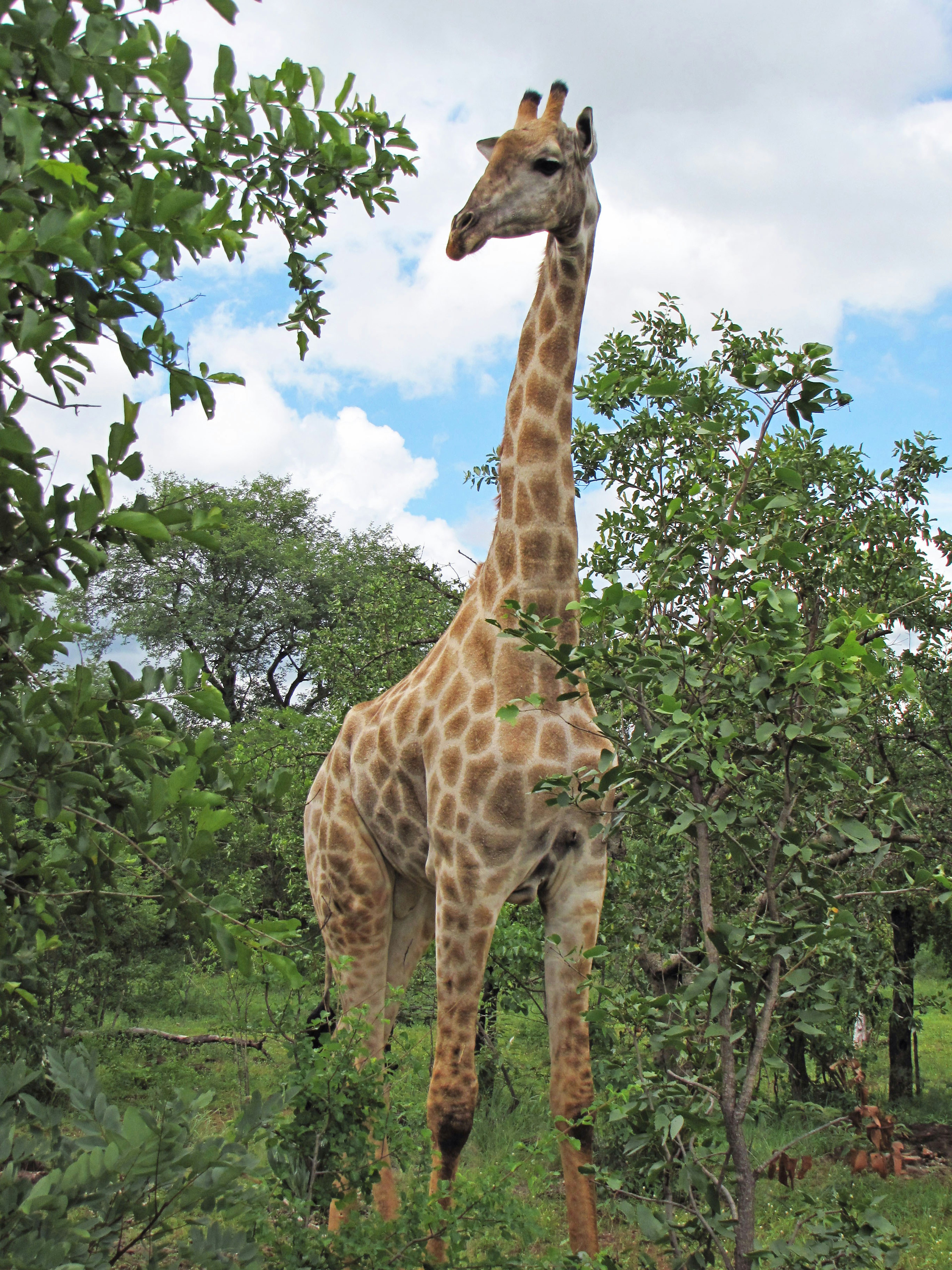 A full-body view of a giraffe standing in a lush green environment