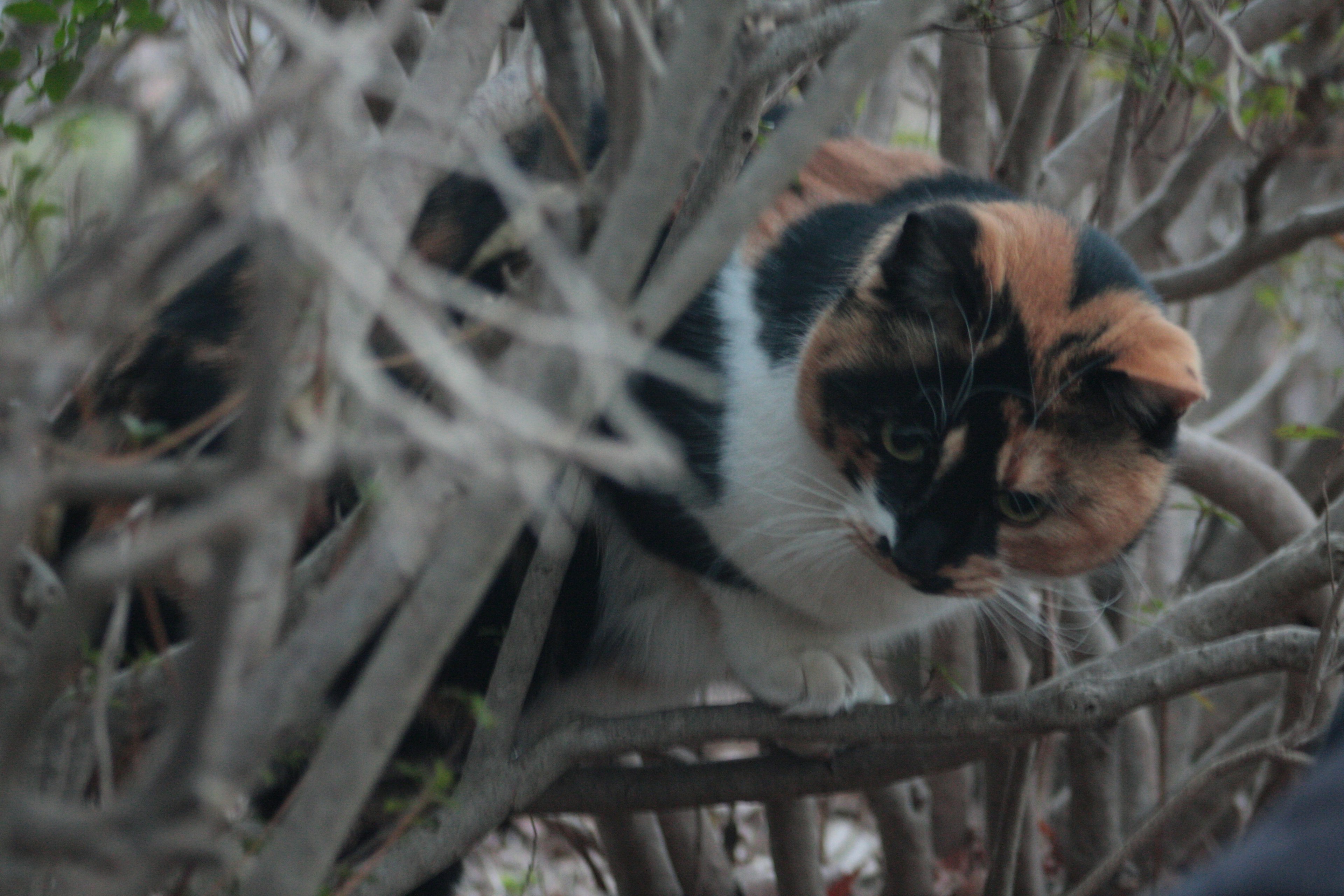 Close-up of a calico cat peeking through branches