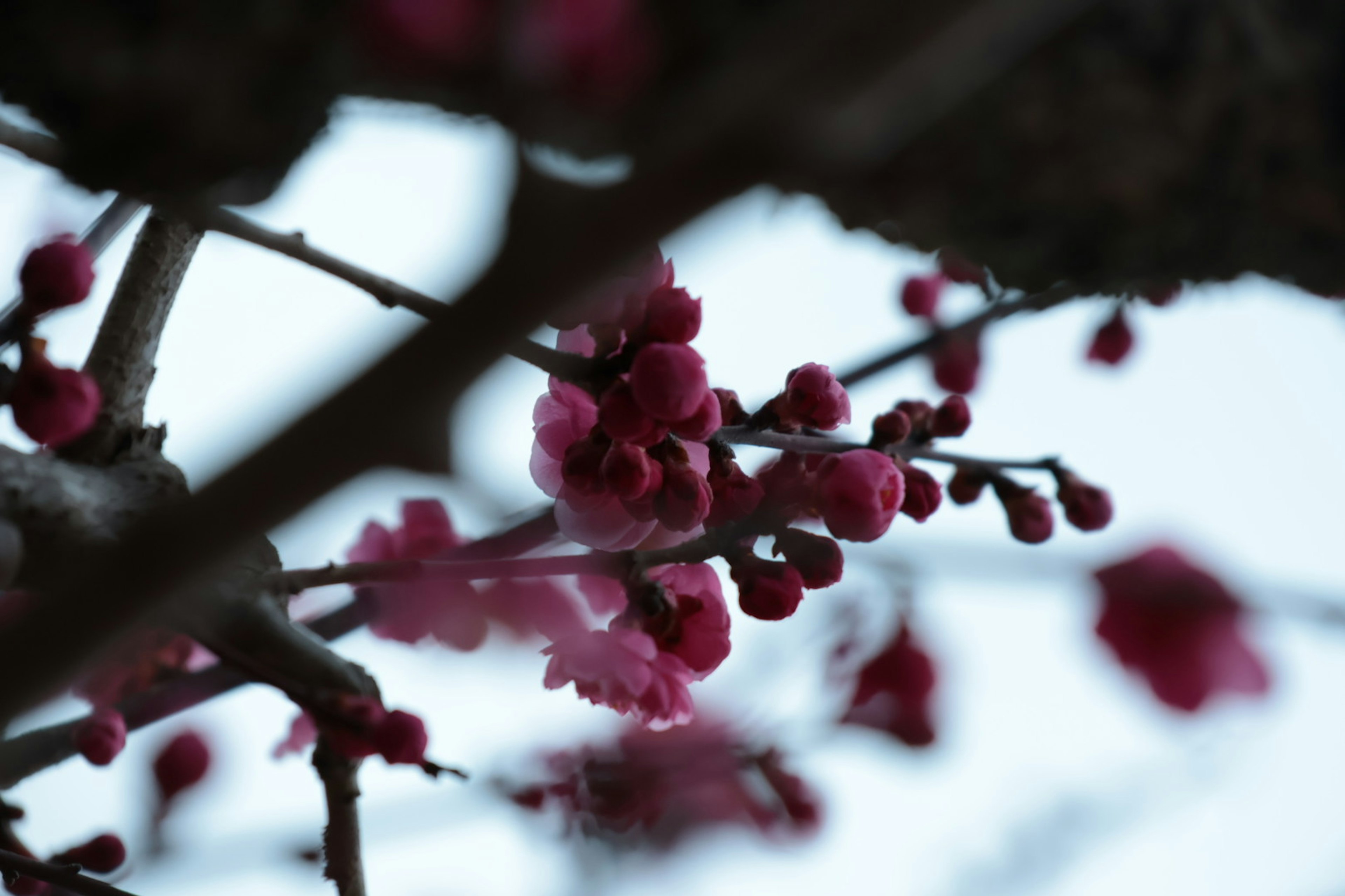 Boccioli di fiori rosa che sbocciano in una luce soffusa