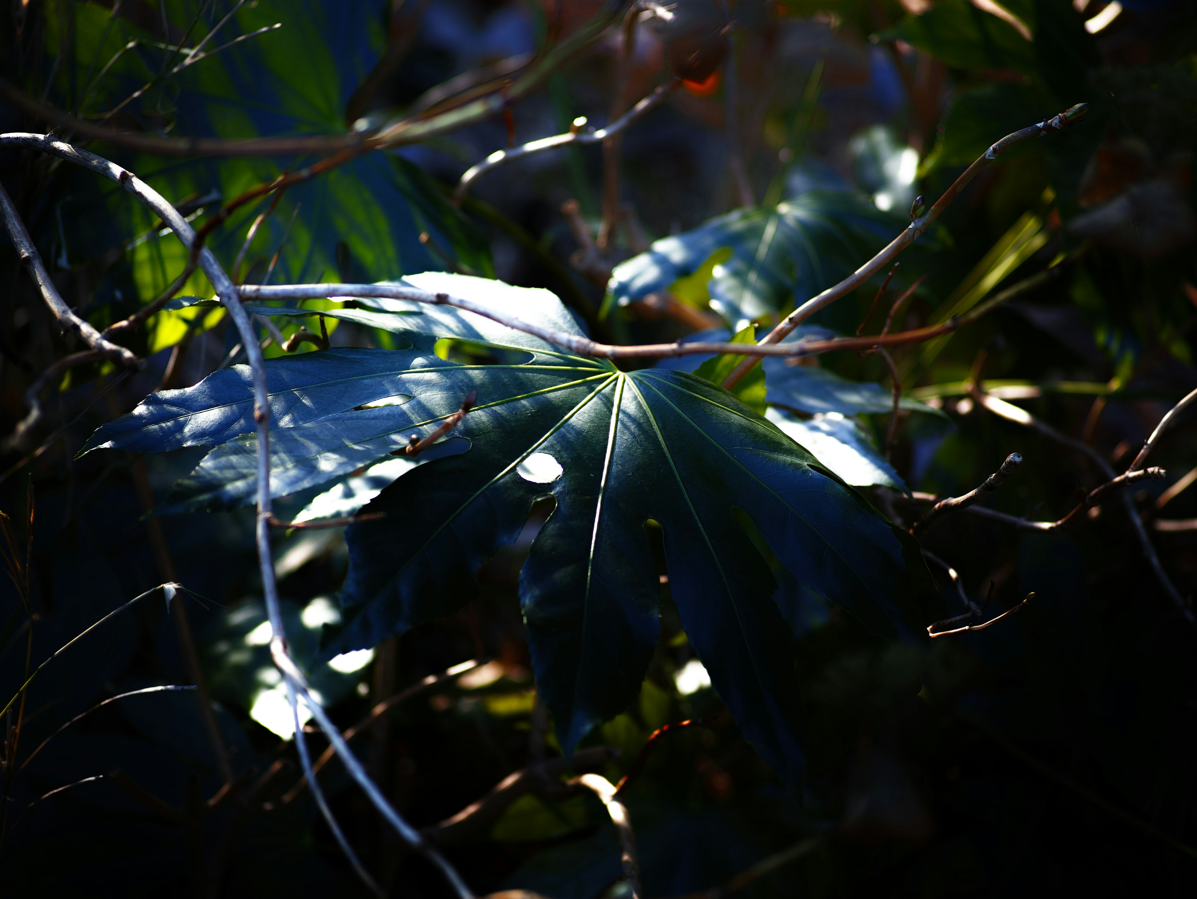 Photo of green leaves illuminated by light among intertwined branches