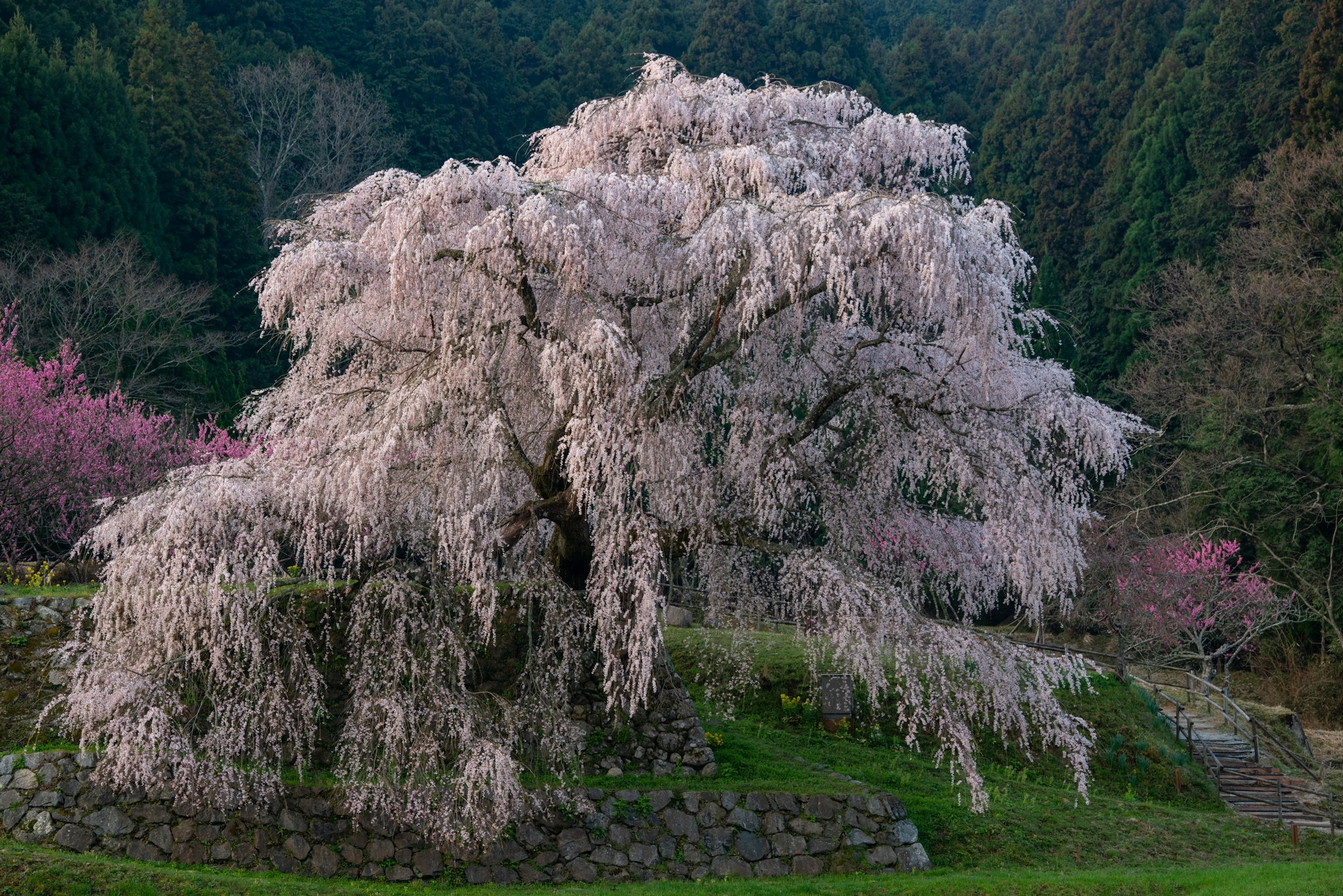 Pohon sakura menangis besar yang sedang mekar penuh dengan bunga merah muda