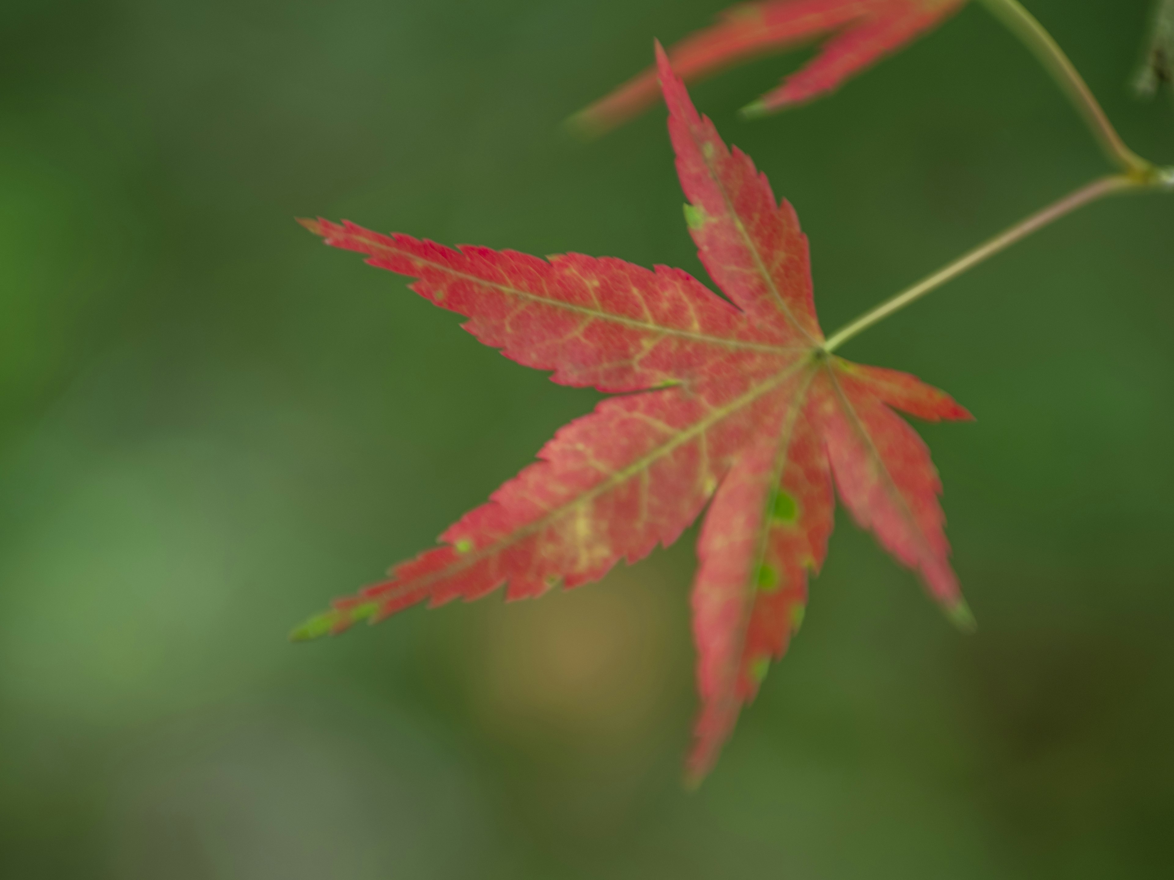 Hoja de arce roja contra un fondo verde borroso