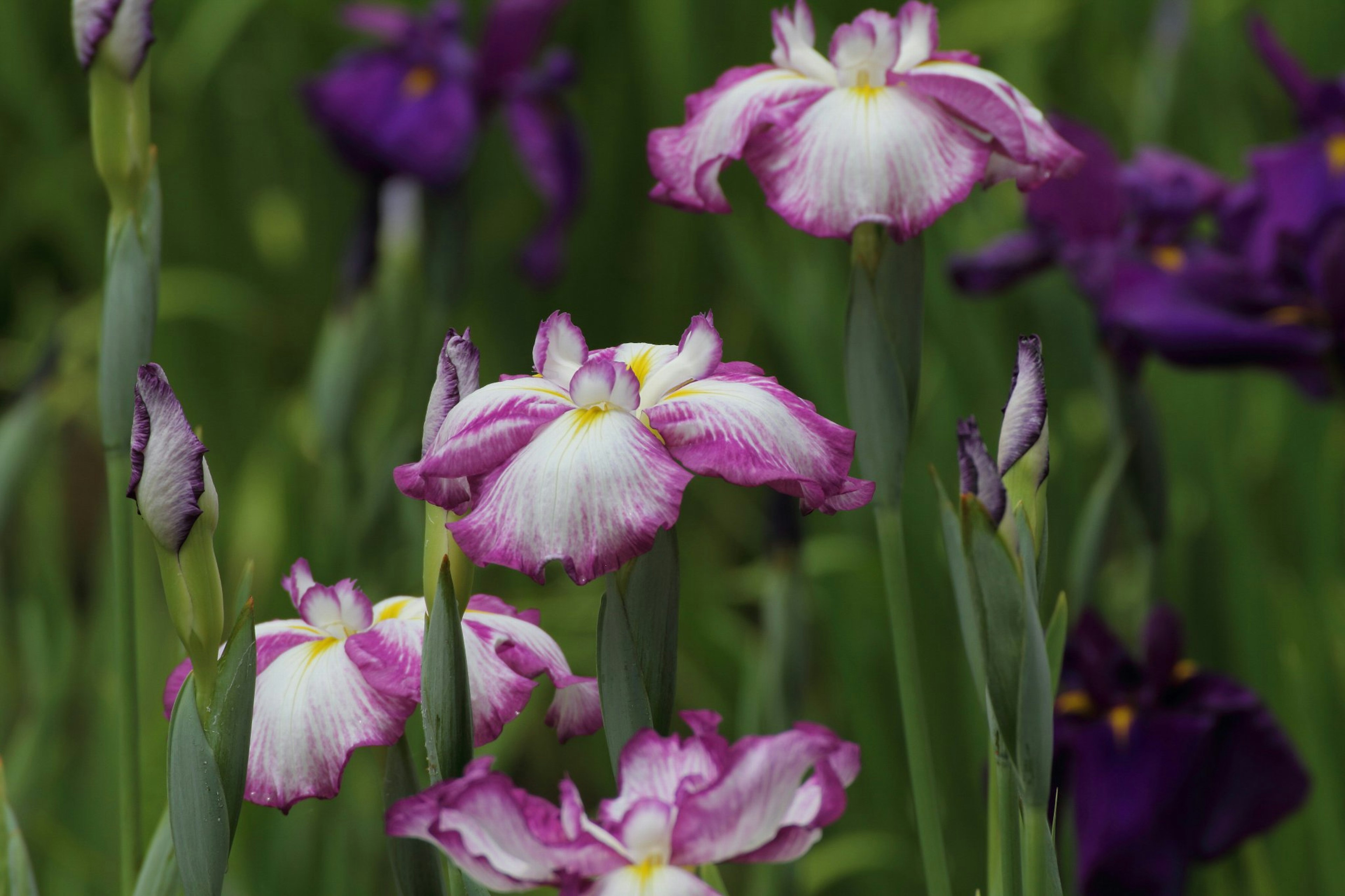 Cluster of irises with purple and white flowers