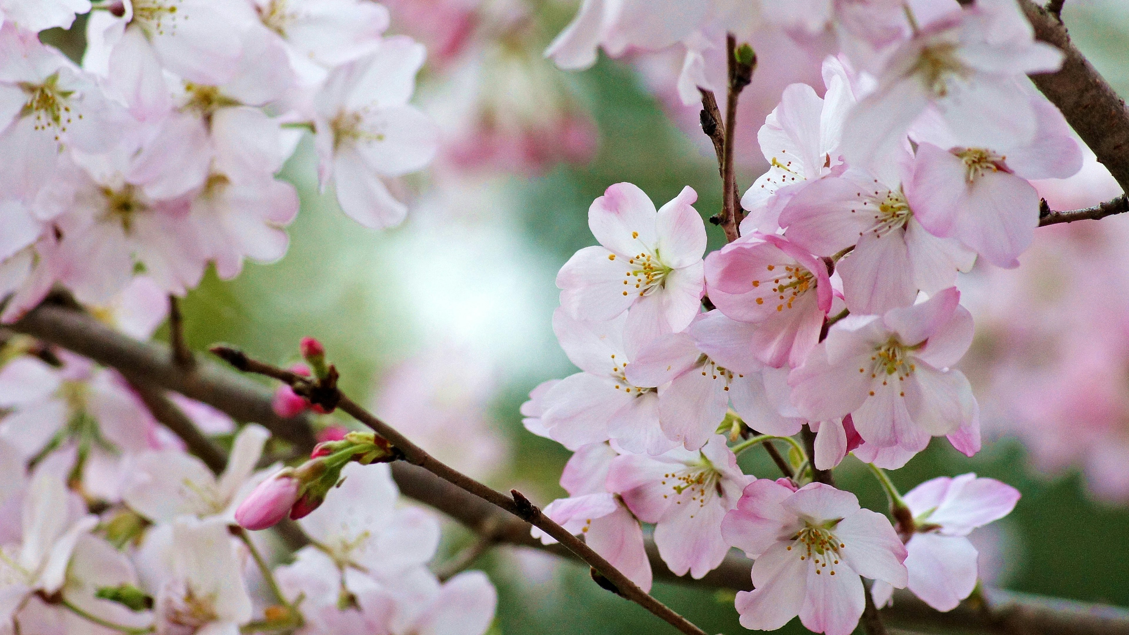 Close-up of cherry blossom branches with delicate pink flowers