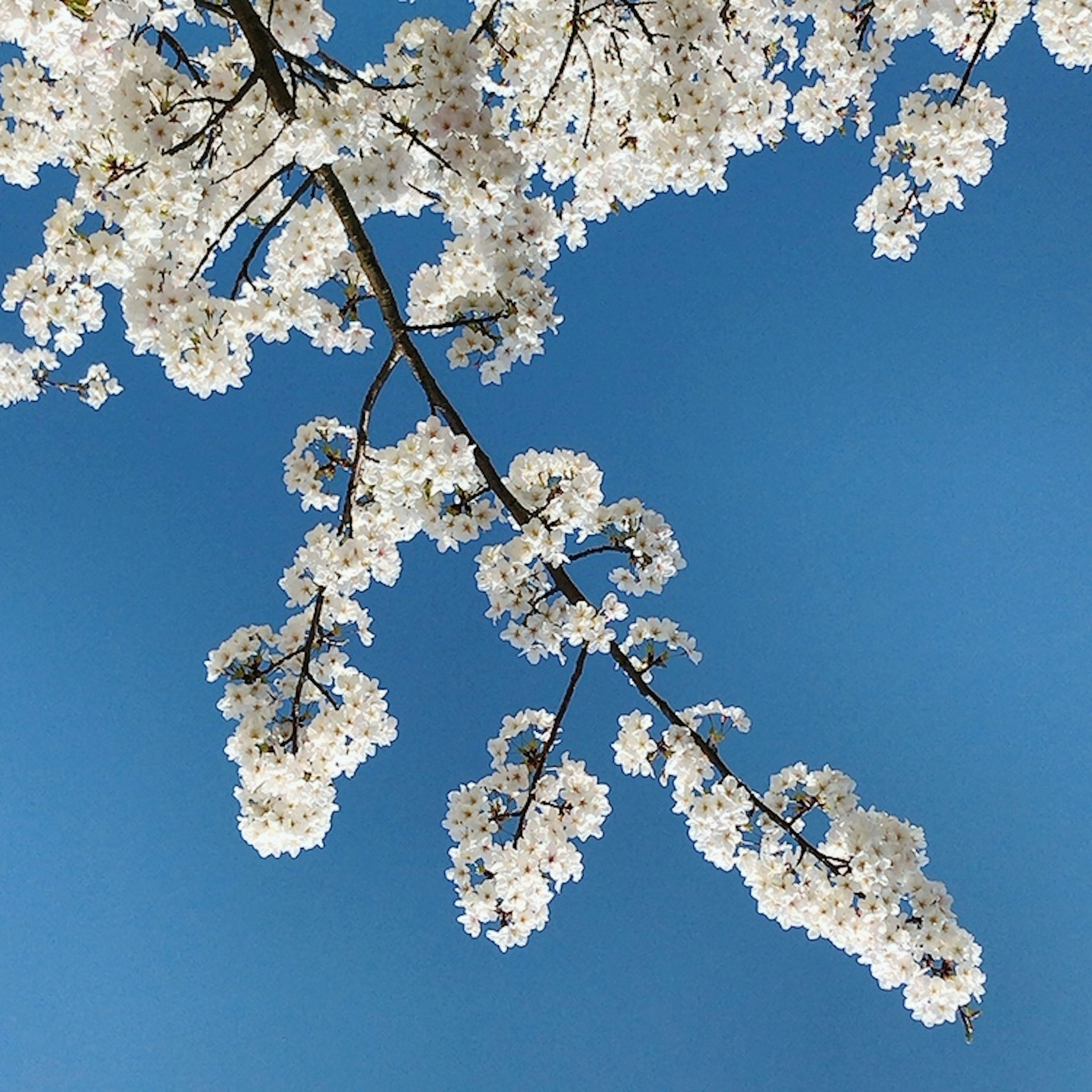 Branch of white cherry blossoms against a blue sky