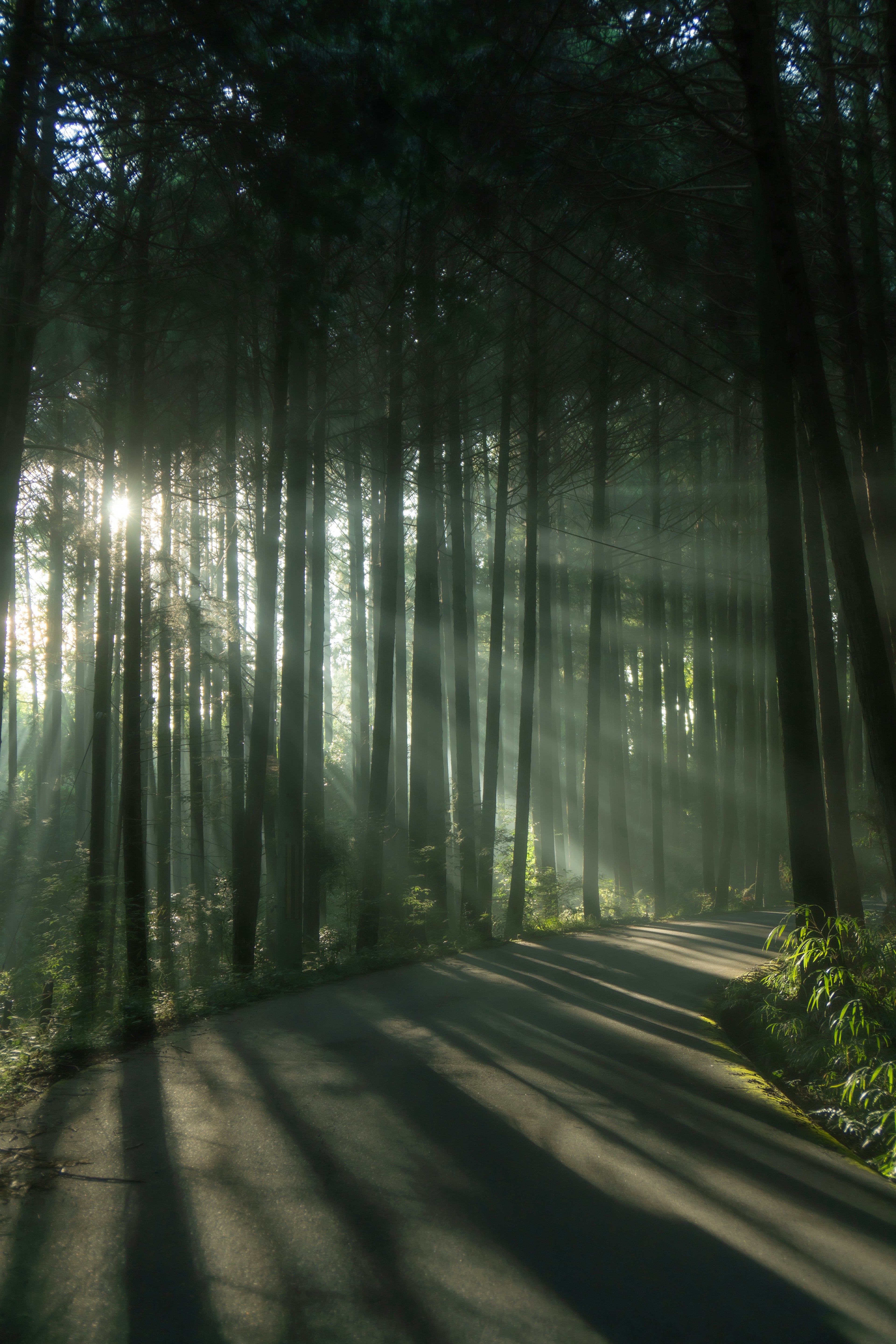 Camino sinuoso a través de un bosque brumoso con luz solar que atraviesa los árboles