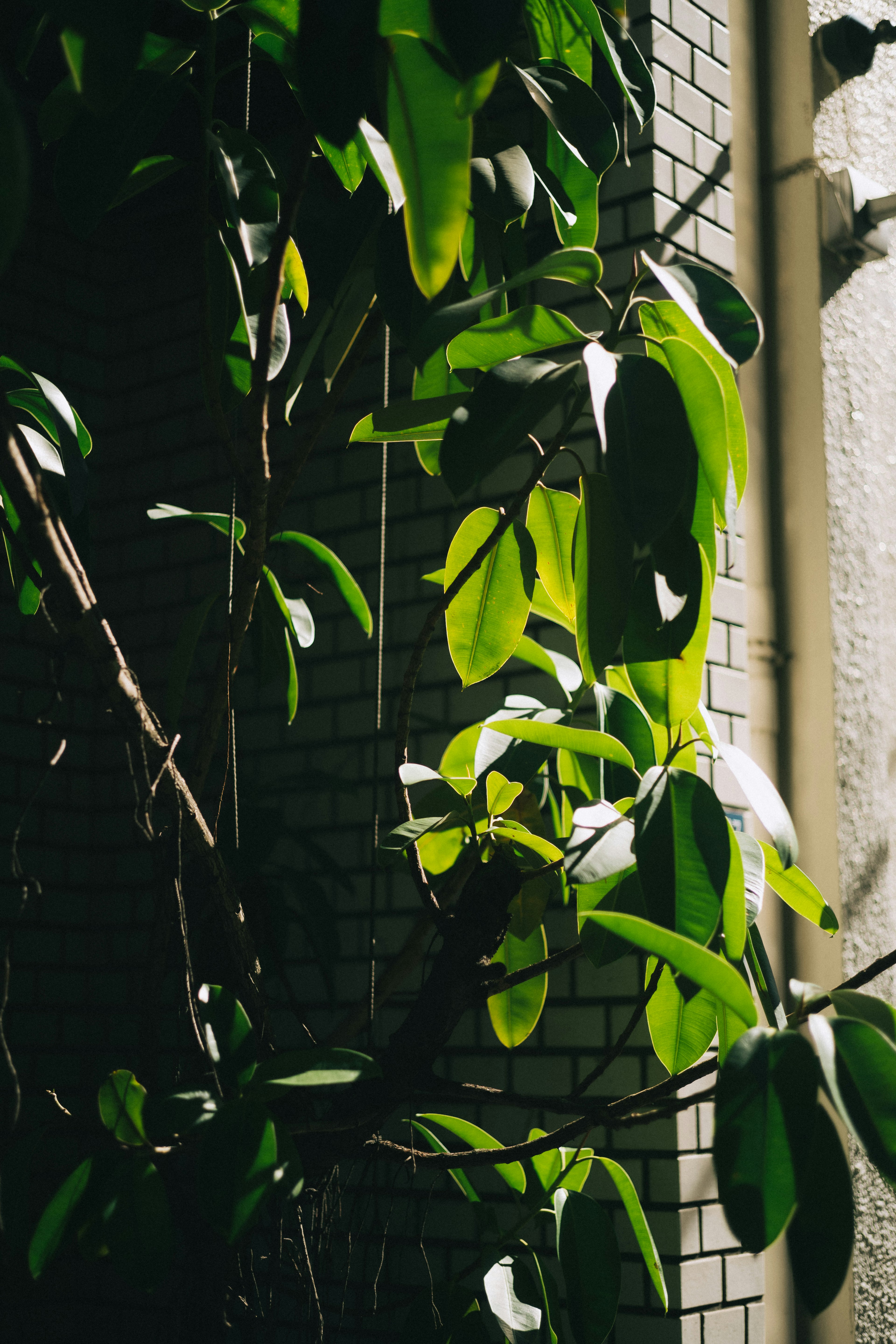 Green leaves growing along a wall