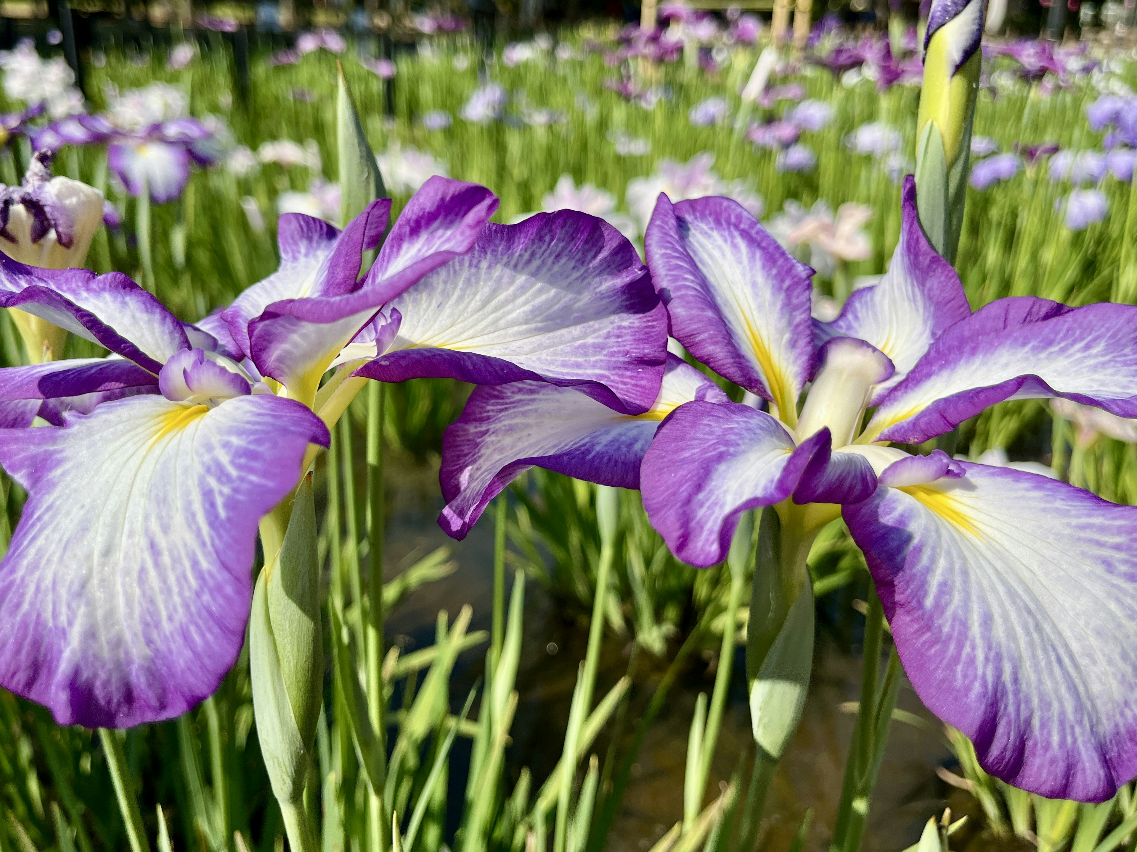 Lebendige lila Irisblüten blühen auf einem Feld