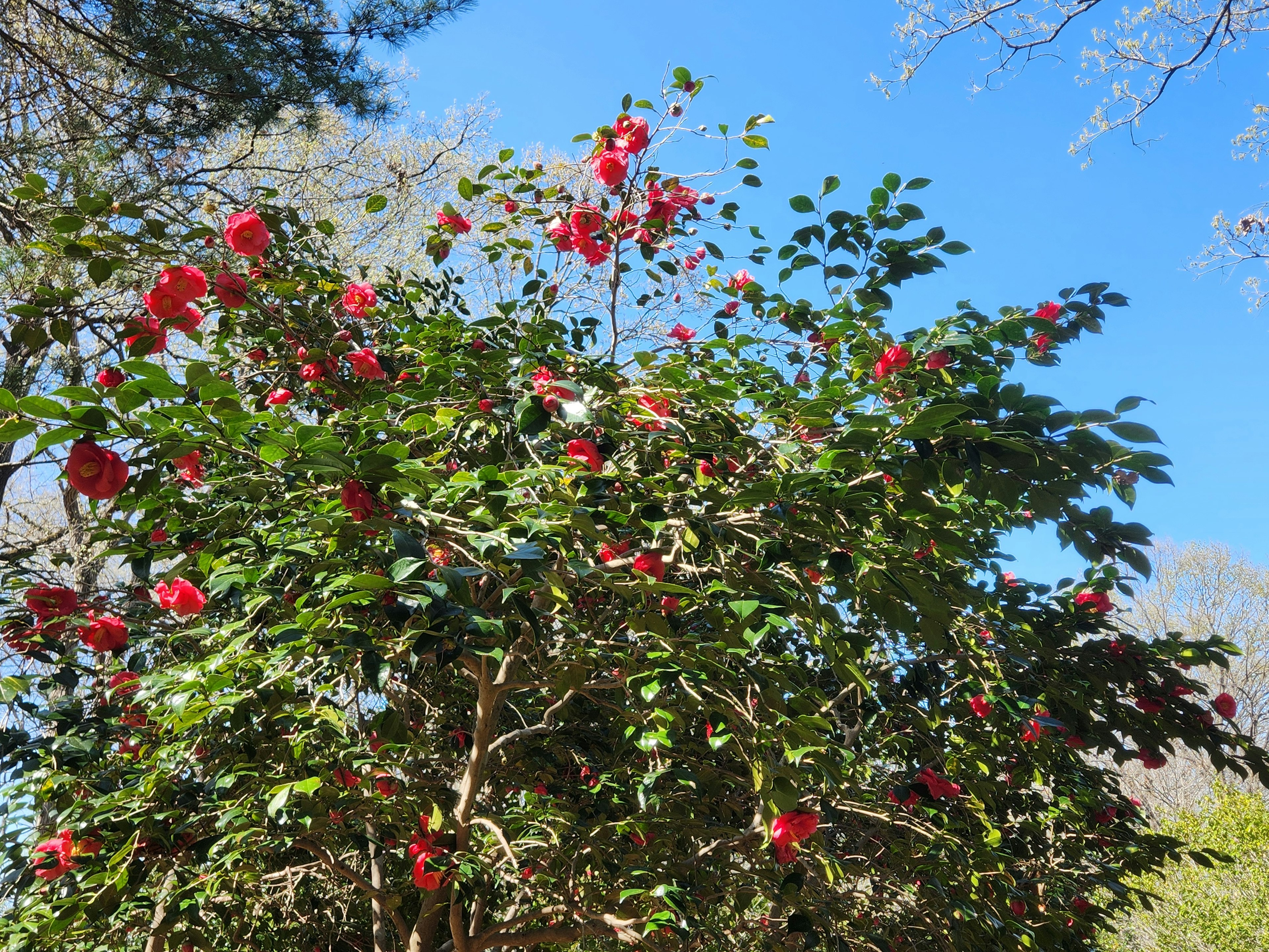 一棵綠色灌木叢上開著紅花，背景是藍天