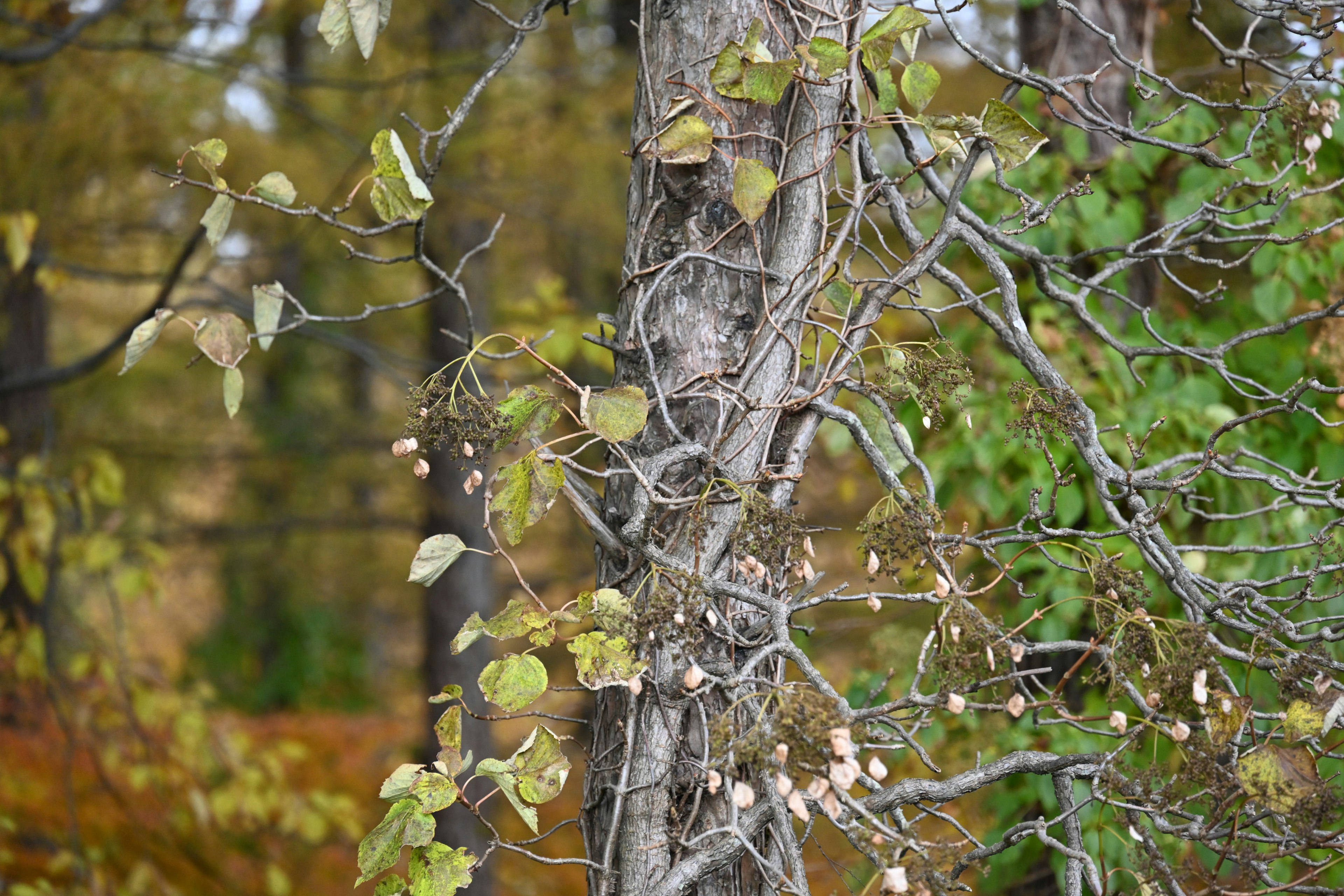 Gros plan sur un tronc d'arbre avec des feuilles d'automne et des branches