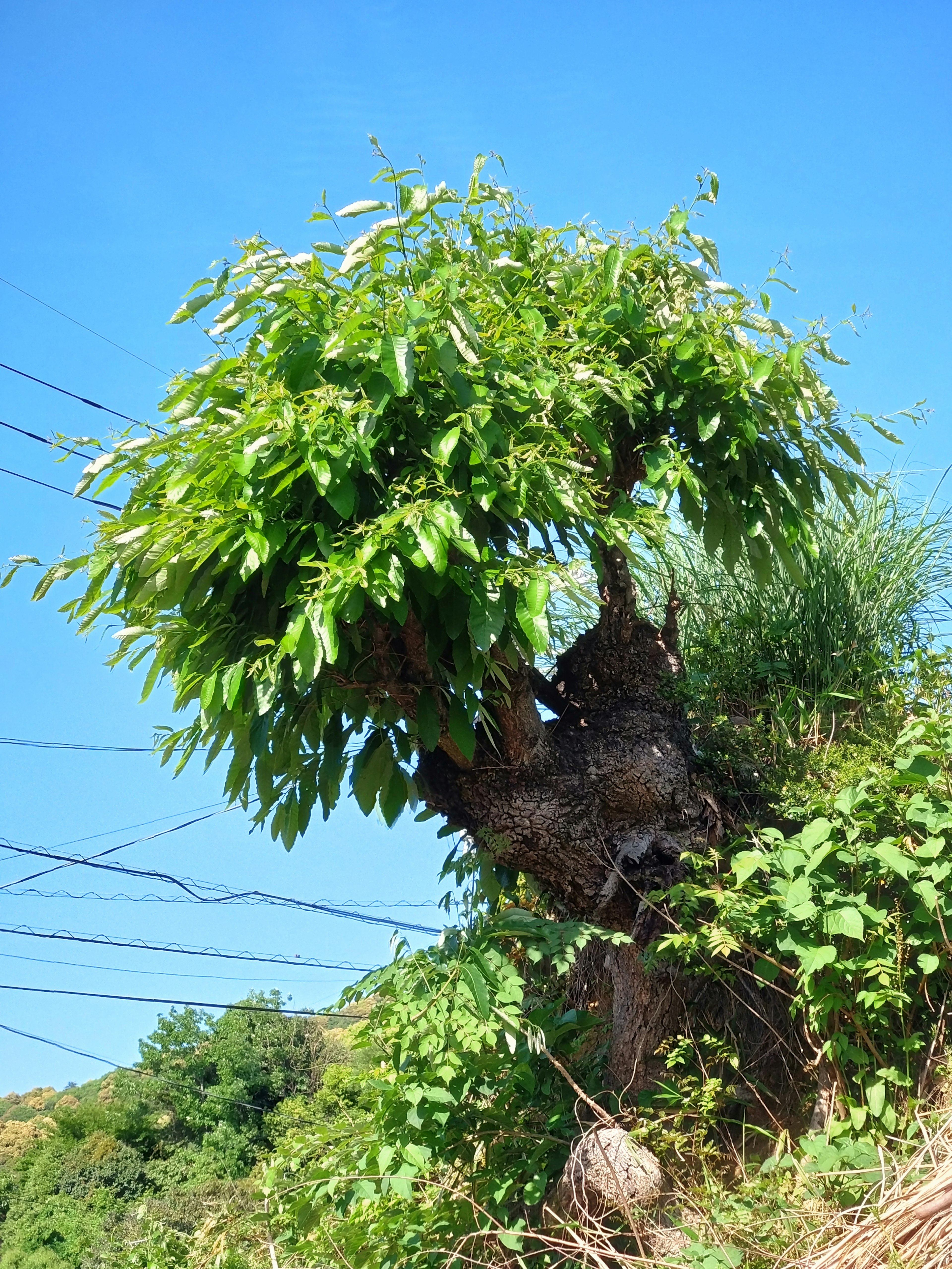 A tree with lush green leaves under a blue sky