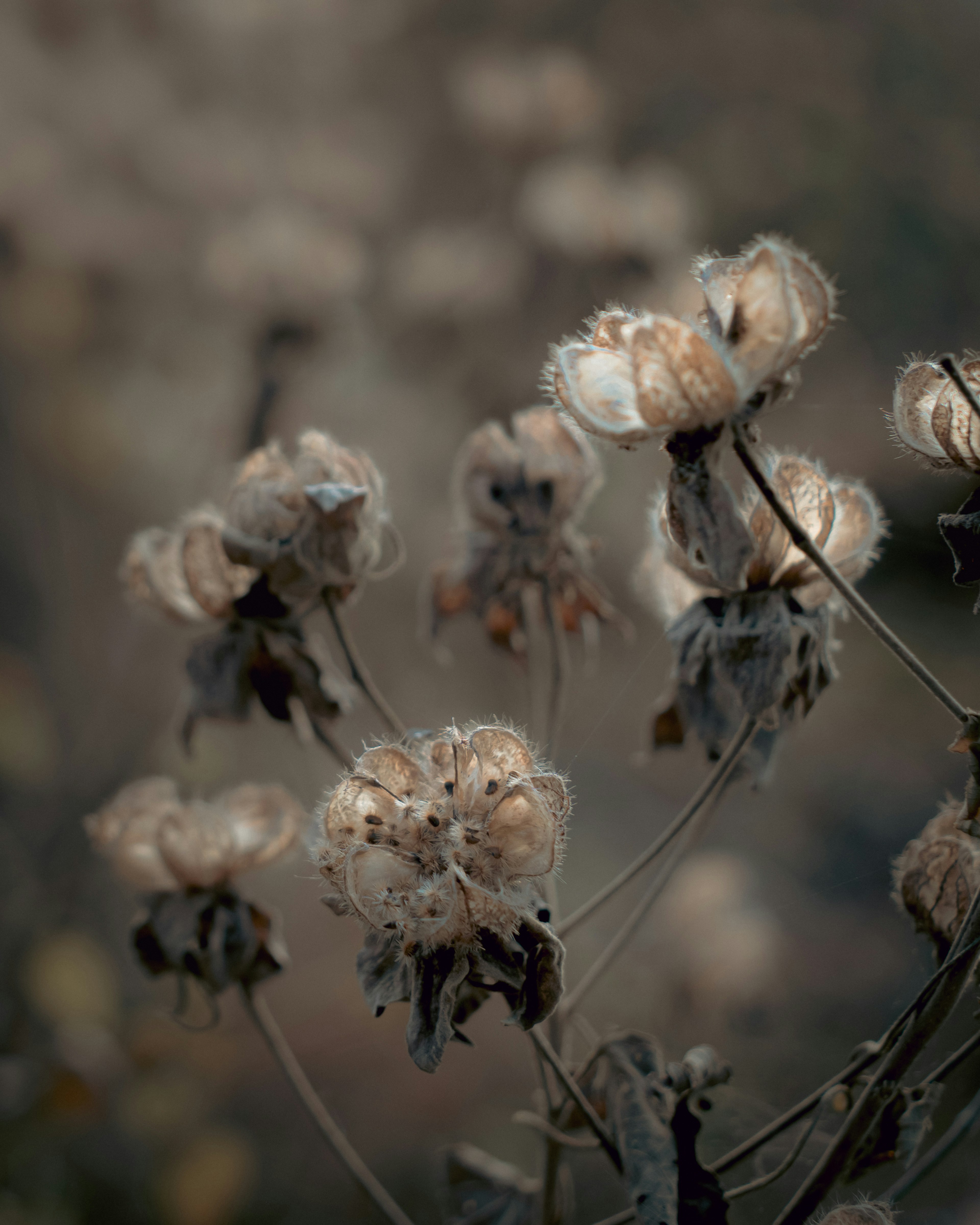 Fiori secchi illuminati da una luce soffusa