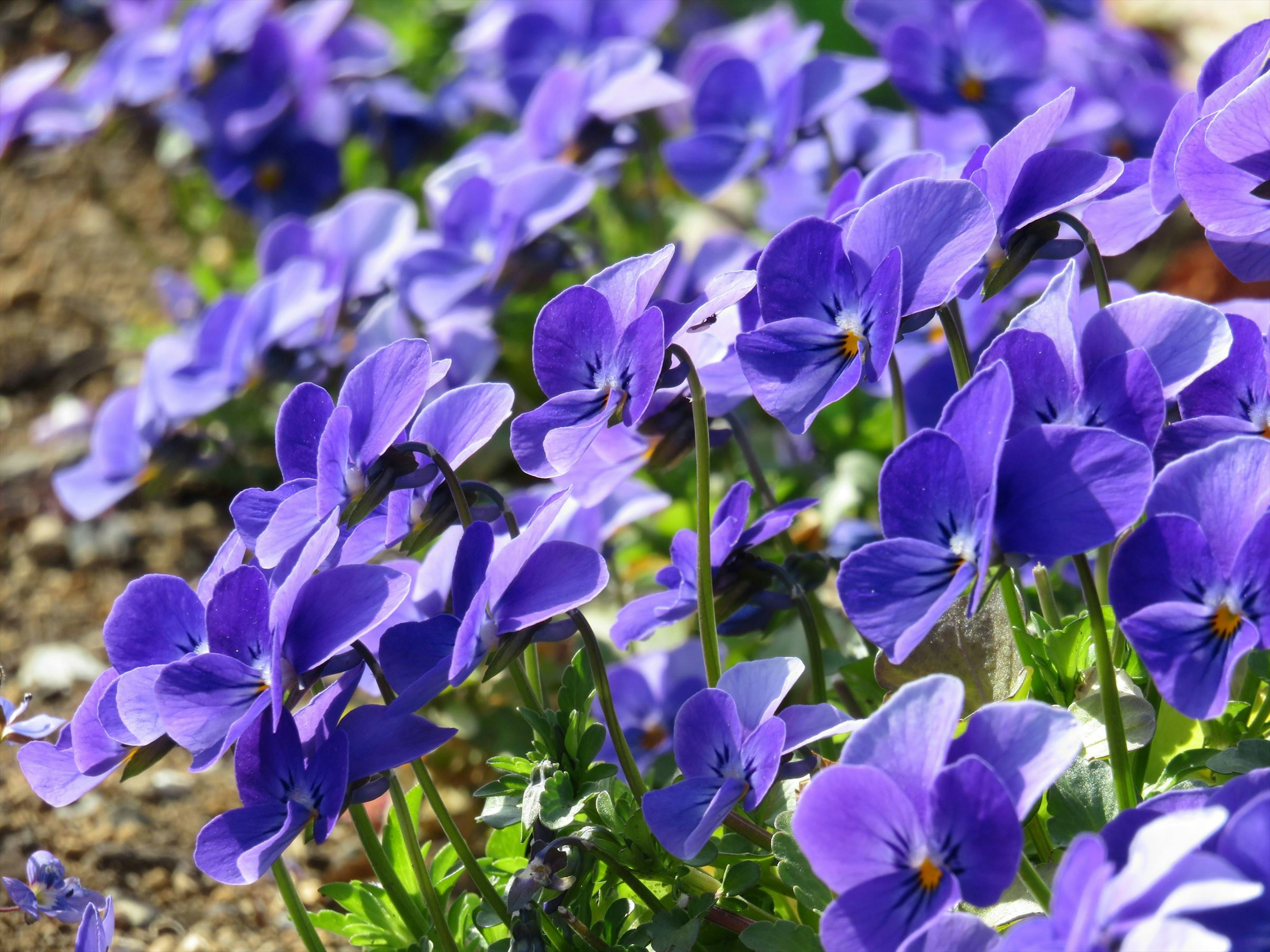 Fiori viola vivaci che fioriscono in un giardino