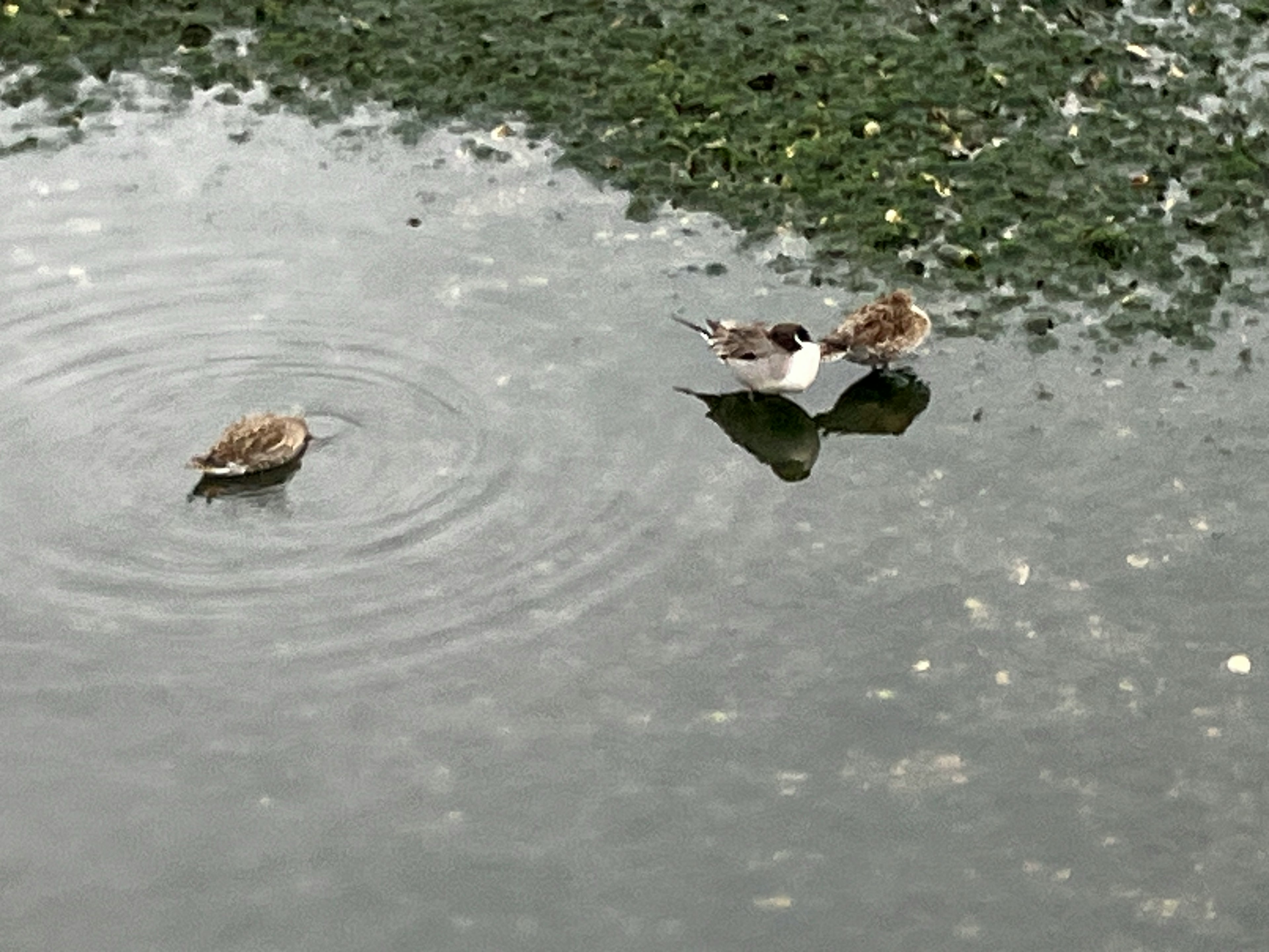 水面にいる2羽の小鳥と水の波紋