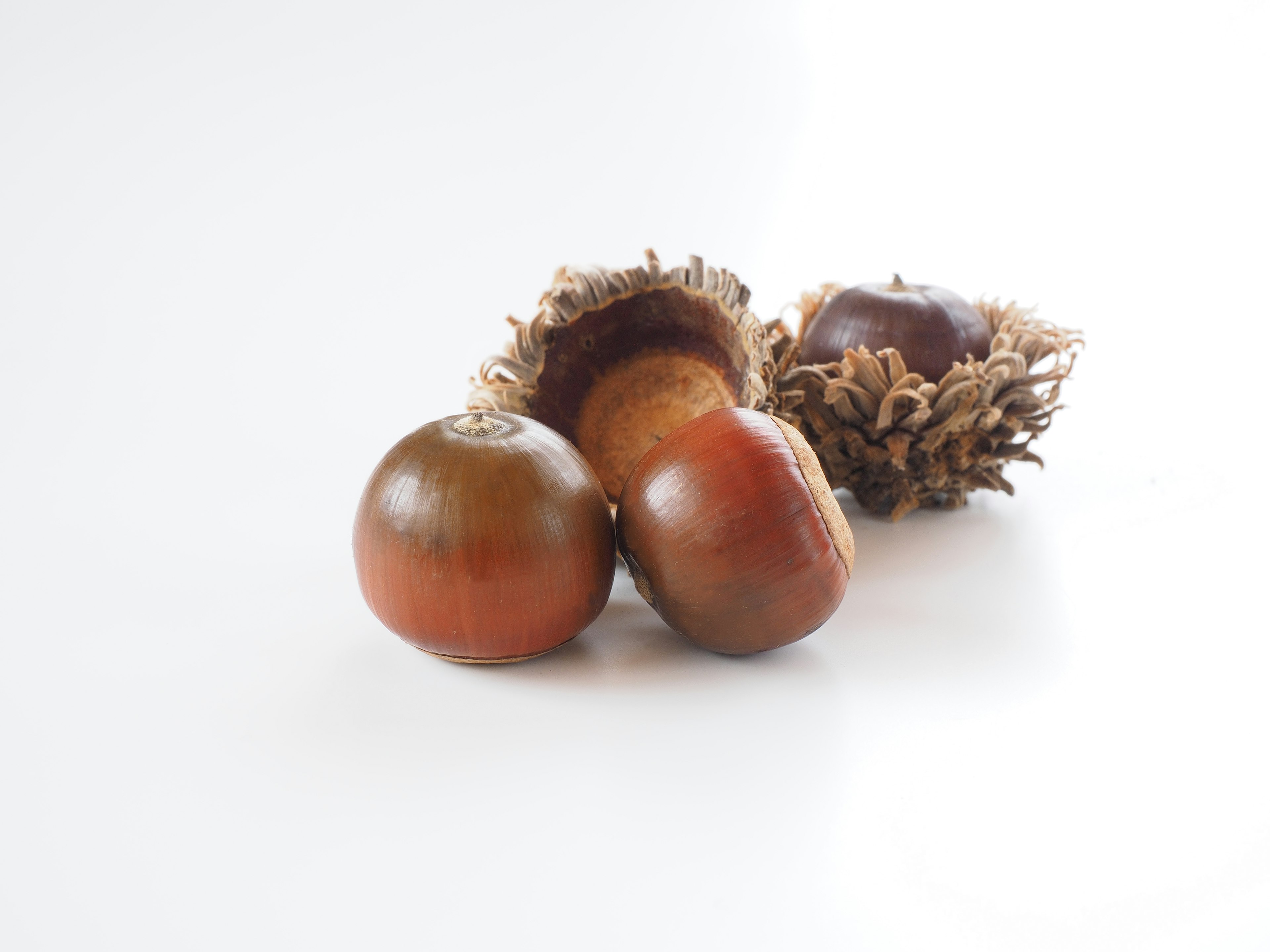 Shiny chestnuts arranged on a white background