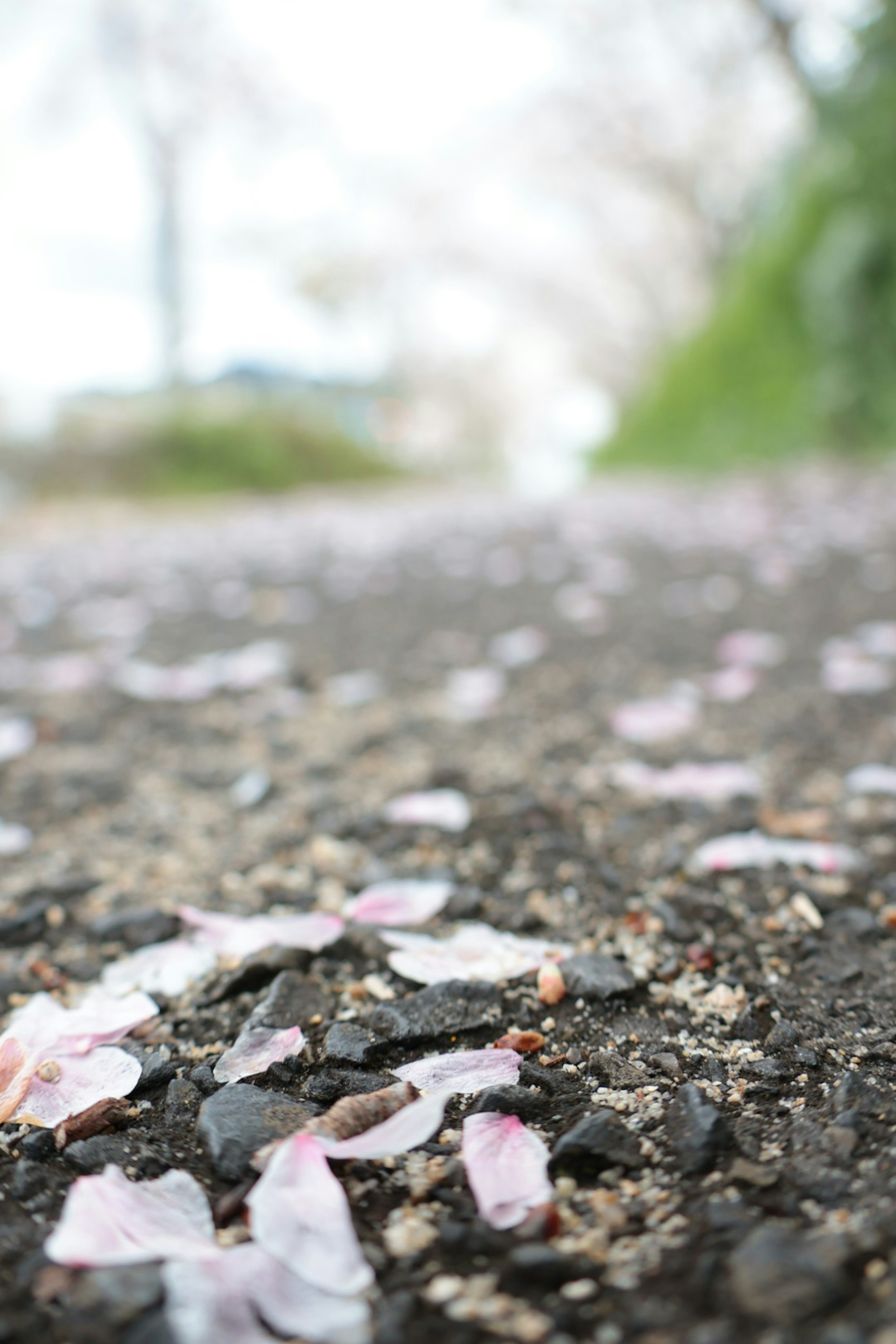 Un camino cubierto de pétalos de cerezo esparcidos