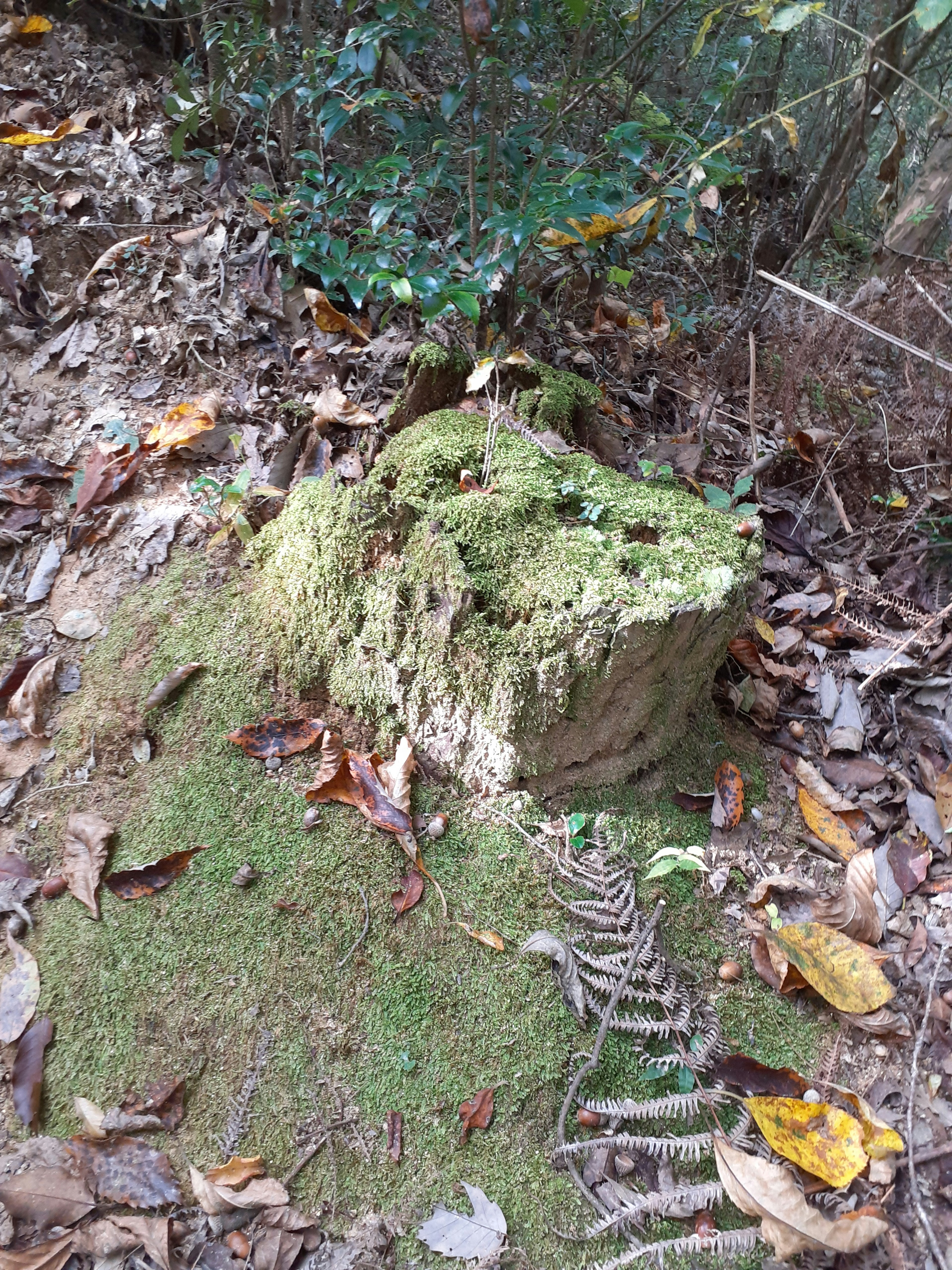 緑の苔に覆われた木の切り株と落ち葉が散らばった森林の地面