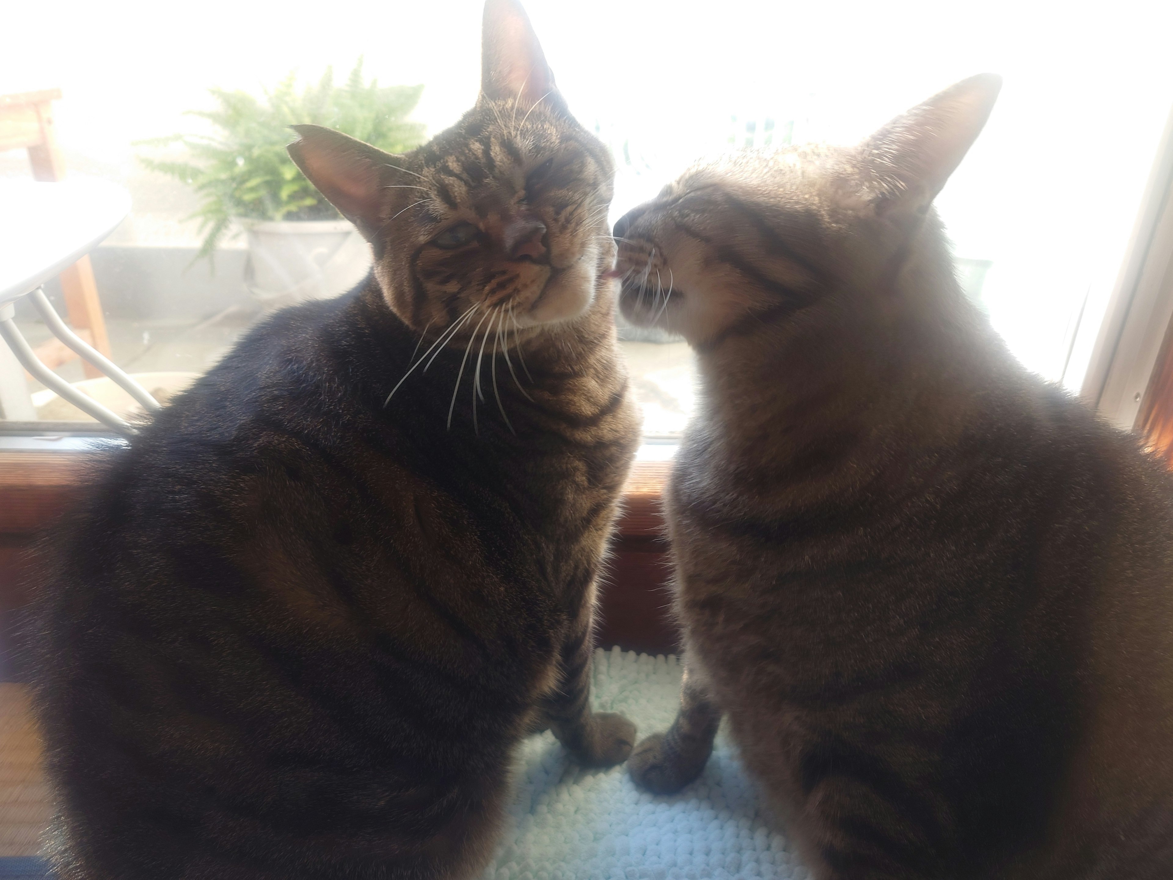 Deux chats se blottissant près d'une fenêtre