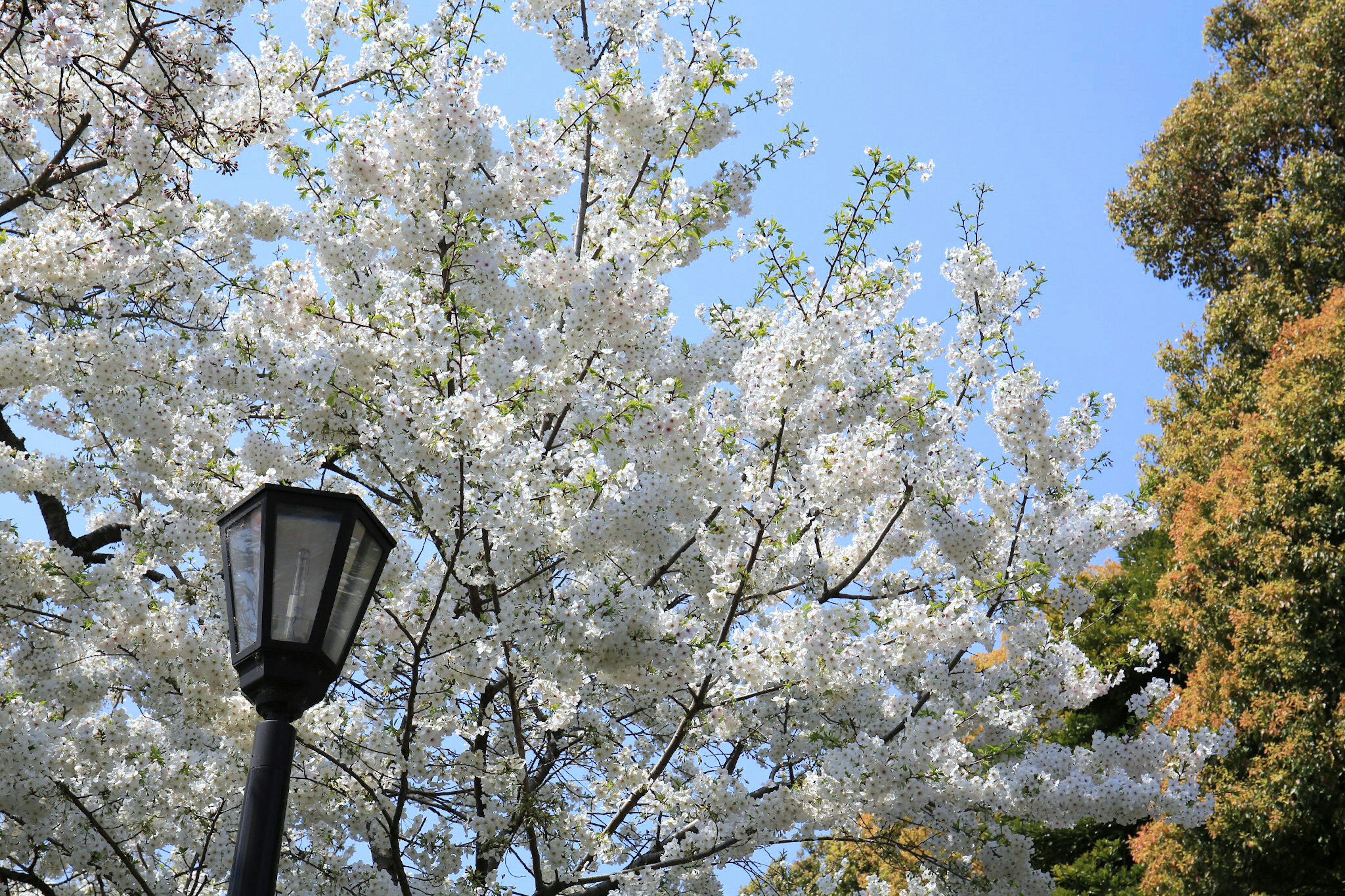 Flores de cerezo blancas bajo un cielo azul con farola