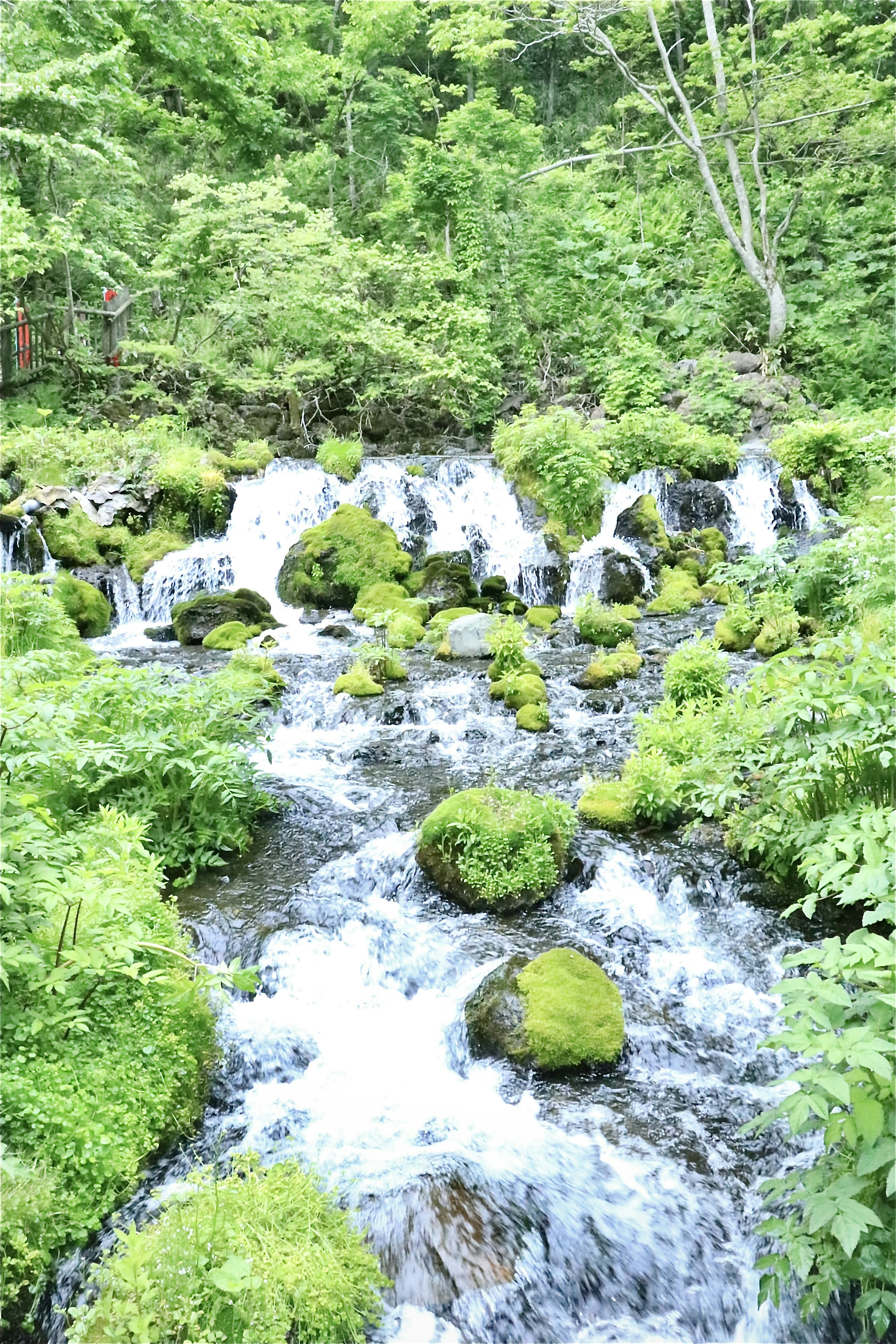 Ein fließender Bach umgeben von Grün und moosbedeckten Steinen