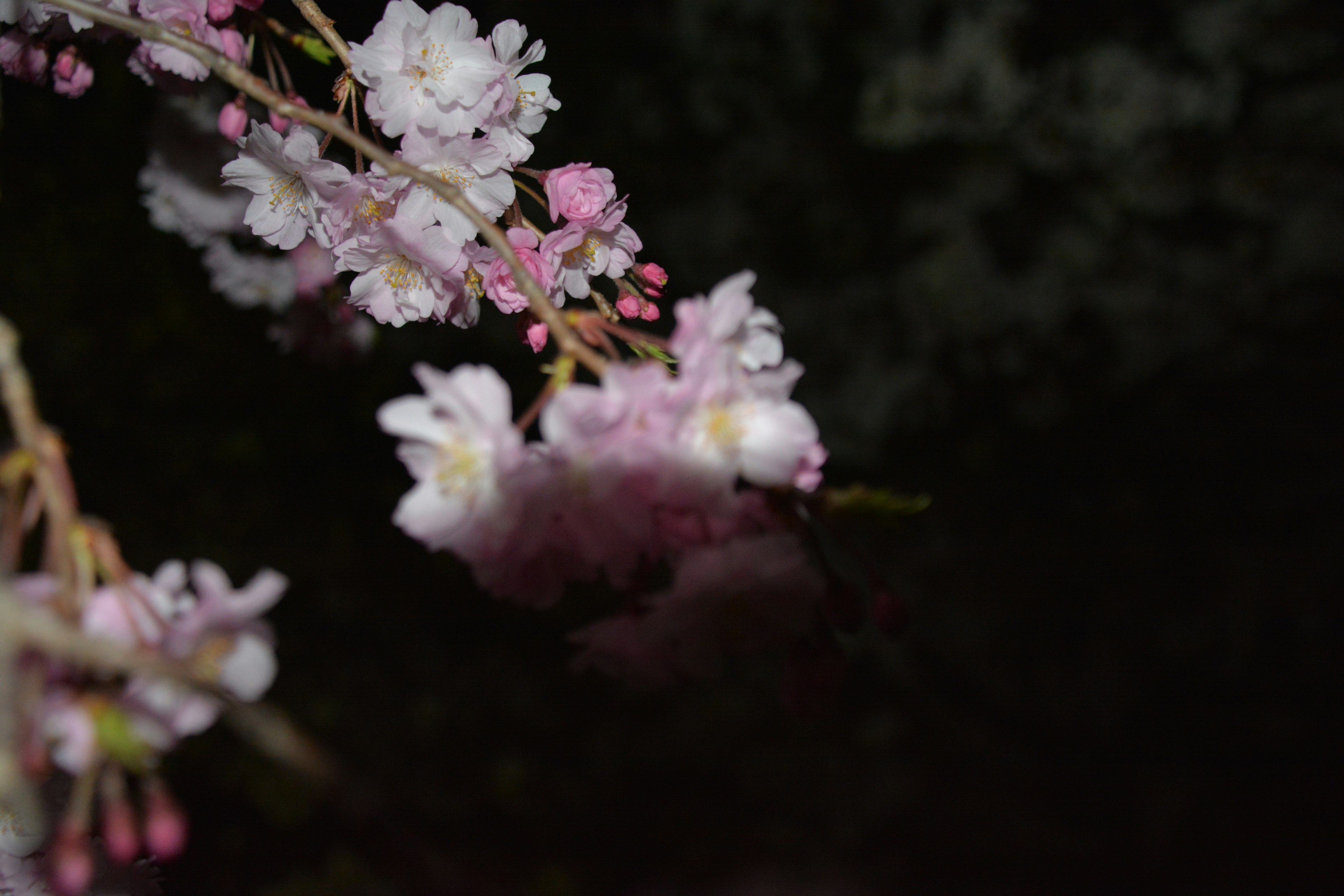 薄暗い背景に咲く桜の花のクローズアップ