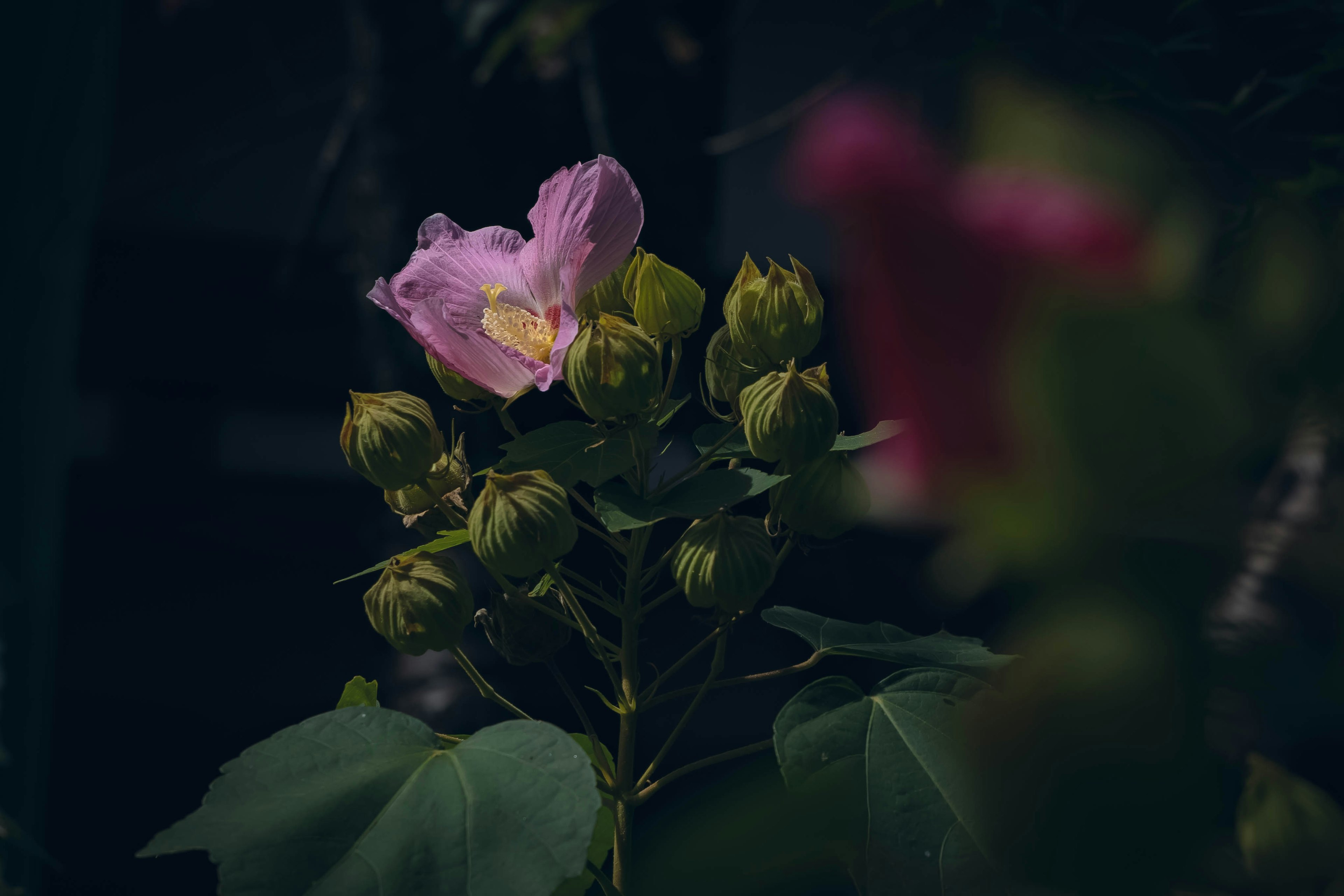 Close-up of a plant with a pale purple flower and buds