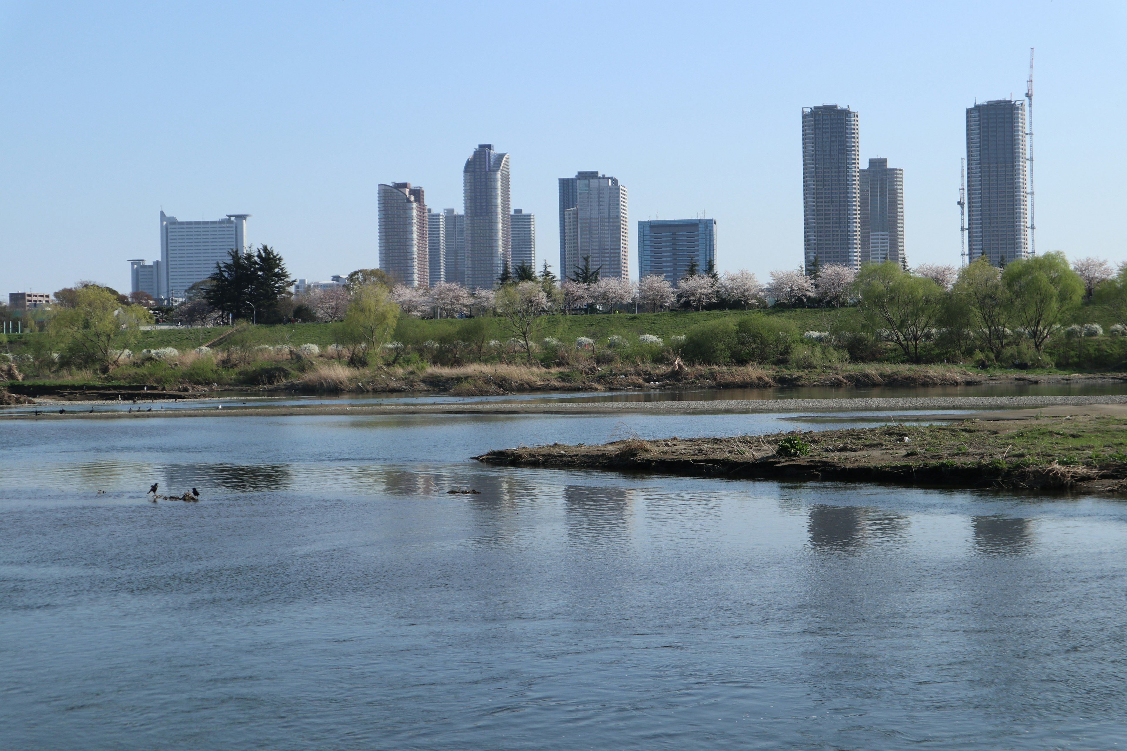 川と都市の風景 高層ビルと桜の木