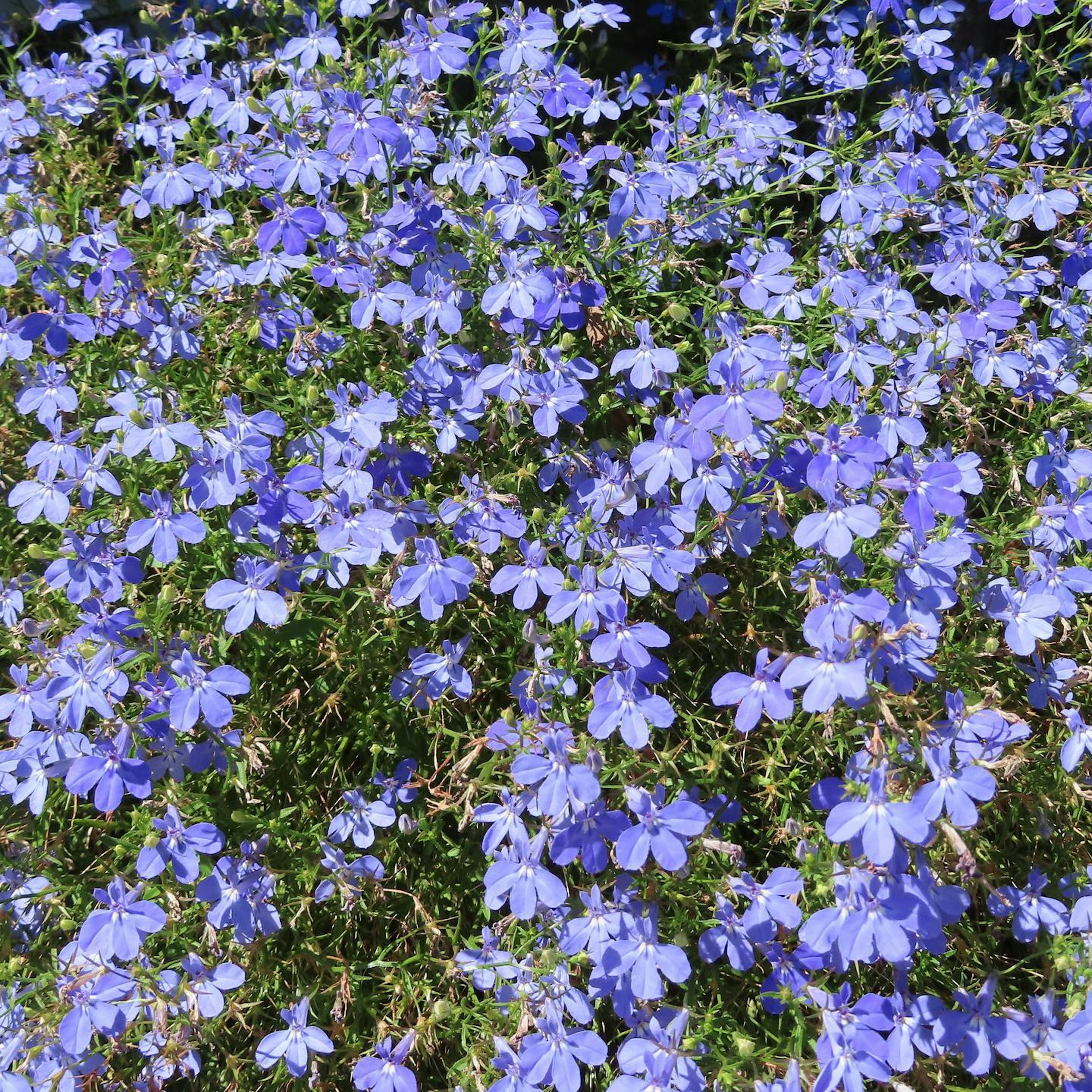 Un paysage rempli de grappes de petites fleurs bleu-violet