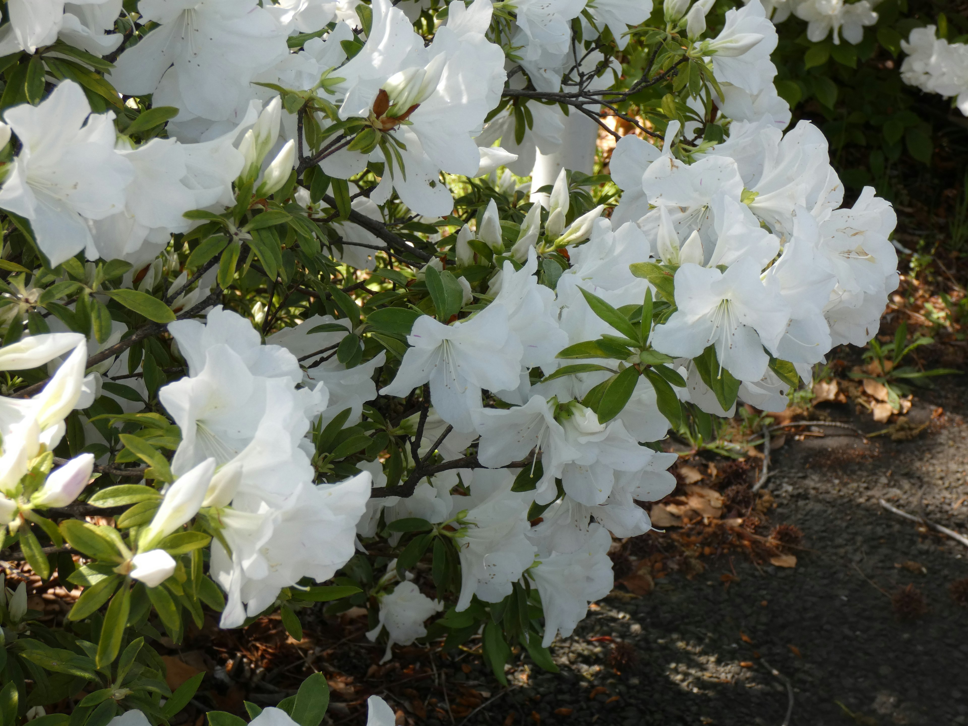 Close-up of a bush with blooming white azalea flowers