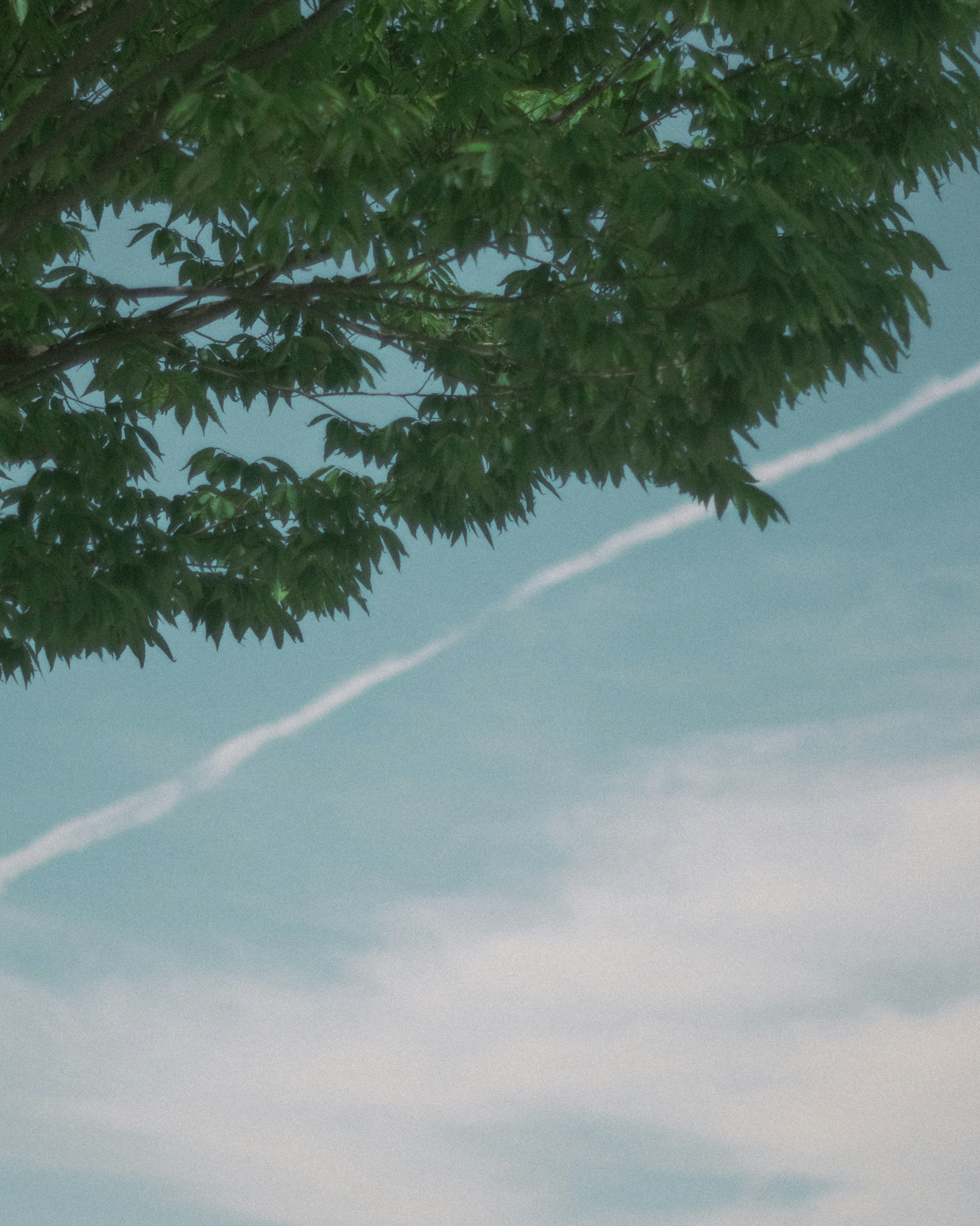 Daun hijau di bawah langit biru dengan awan