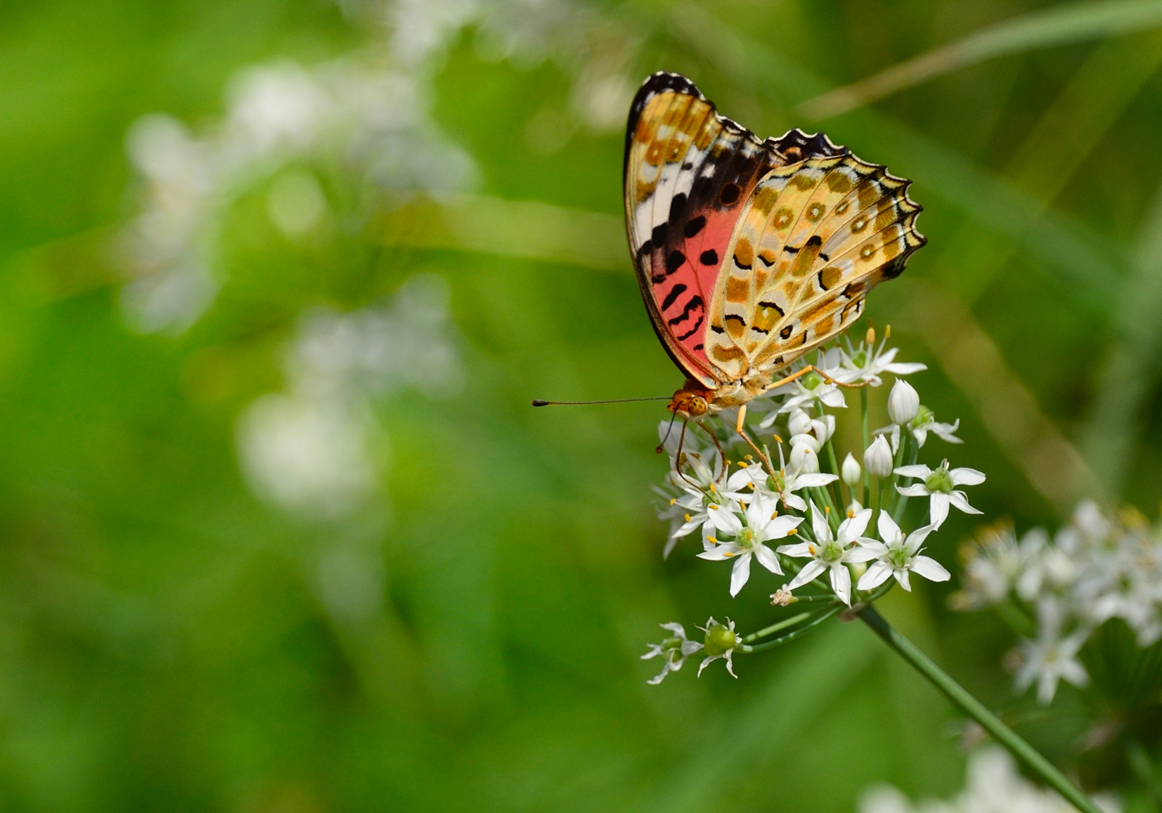 Ein schöner Schmetterling sitzt auf weißen Blumen mit grünem Hintergrund