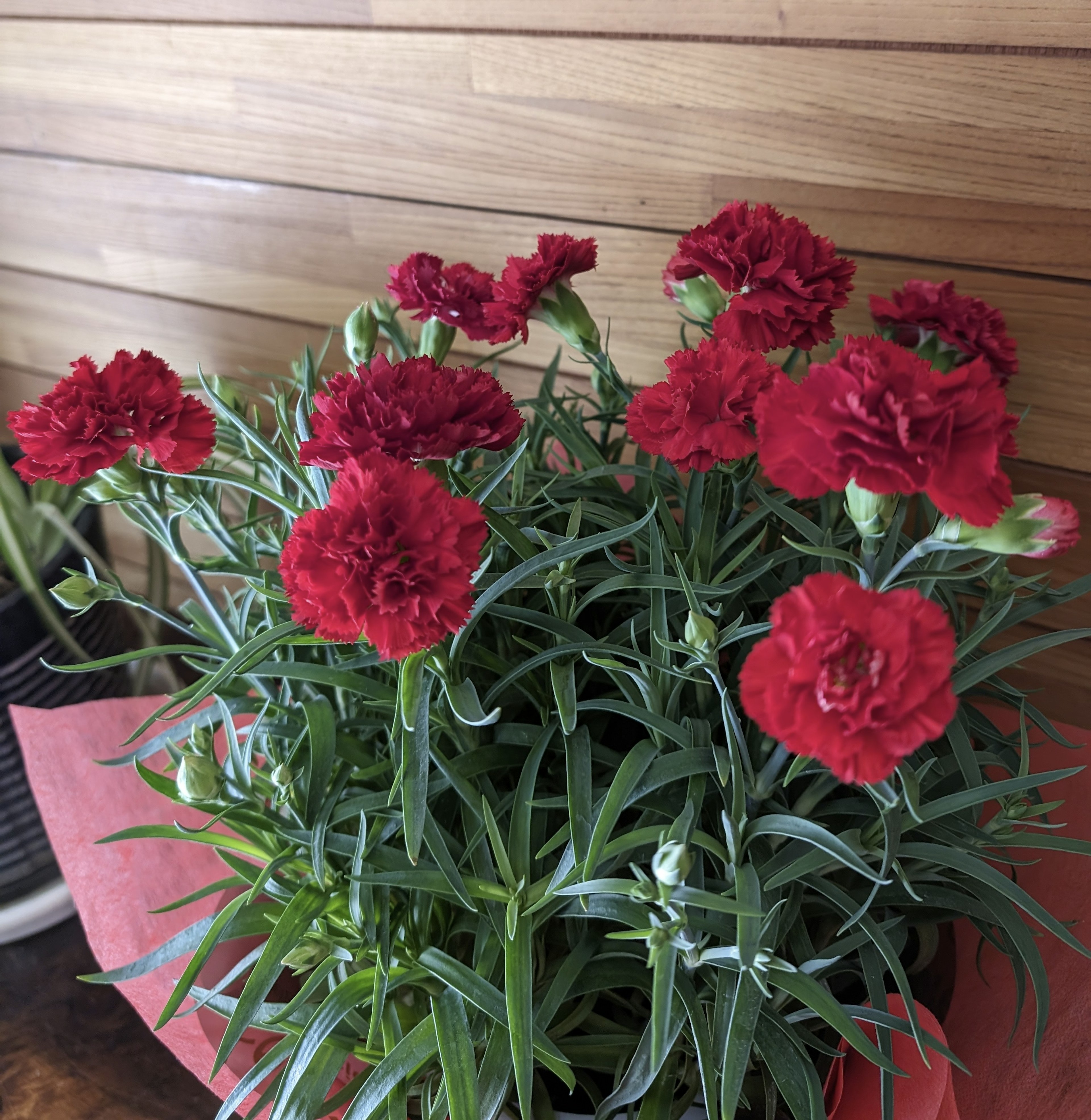 Planta en maceta con vibrantes claveles rojos en plena floración