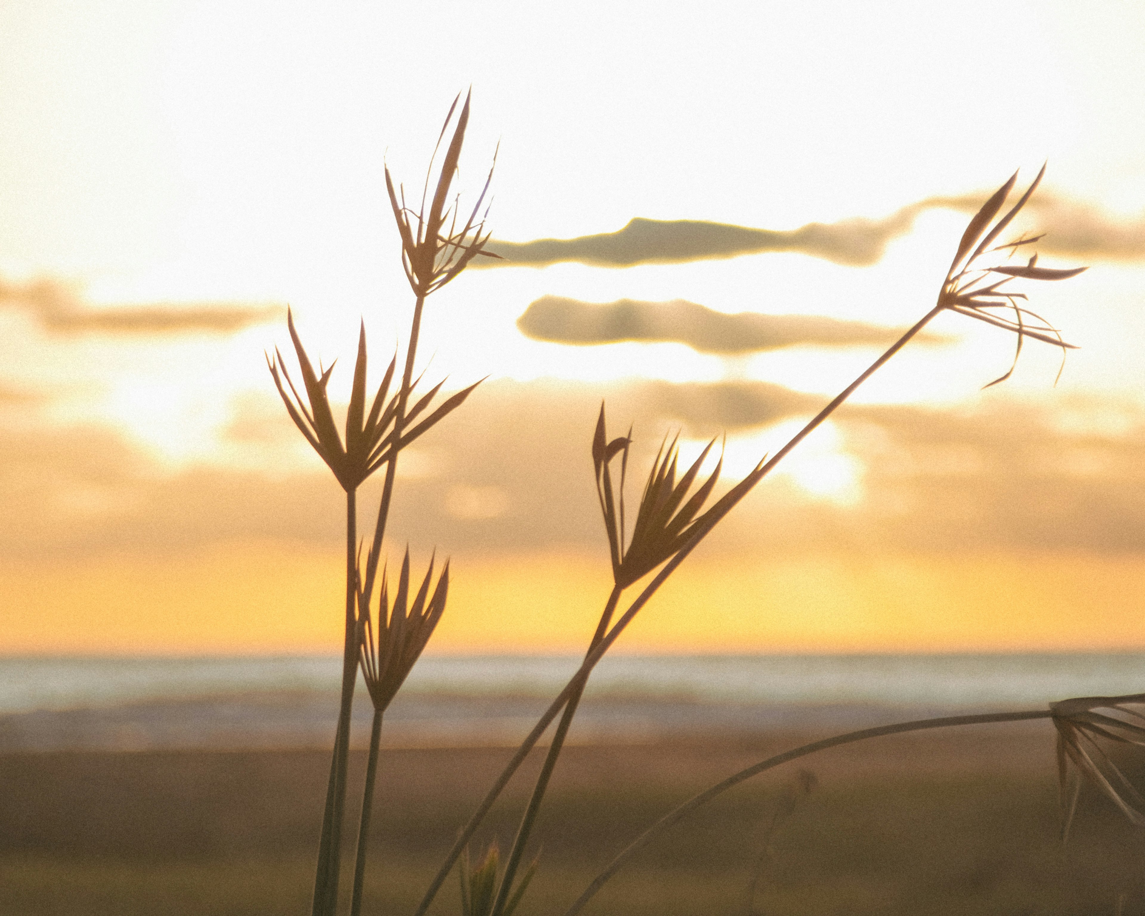 Silhouette rumput pantai melawan langit senja