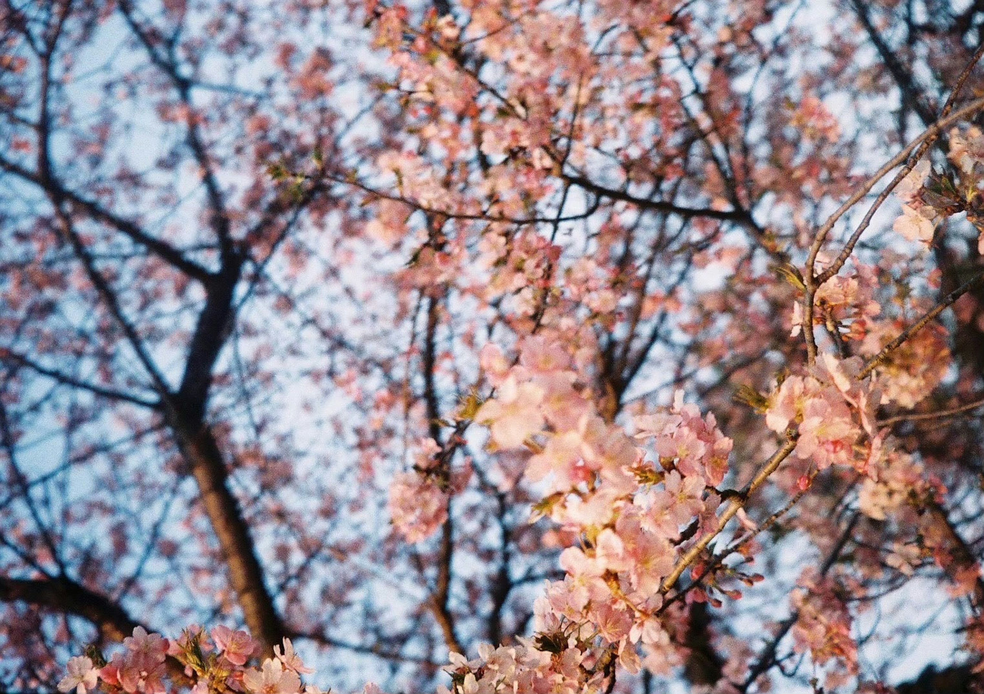 Close-up of cherry blossom branches with pink flowers