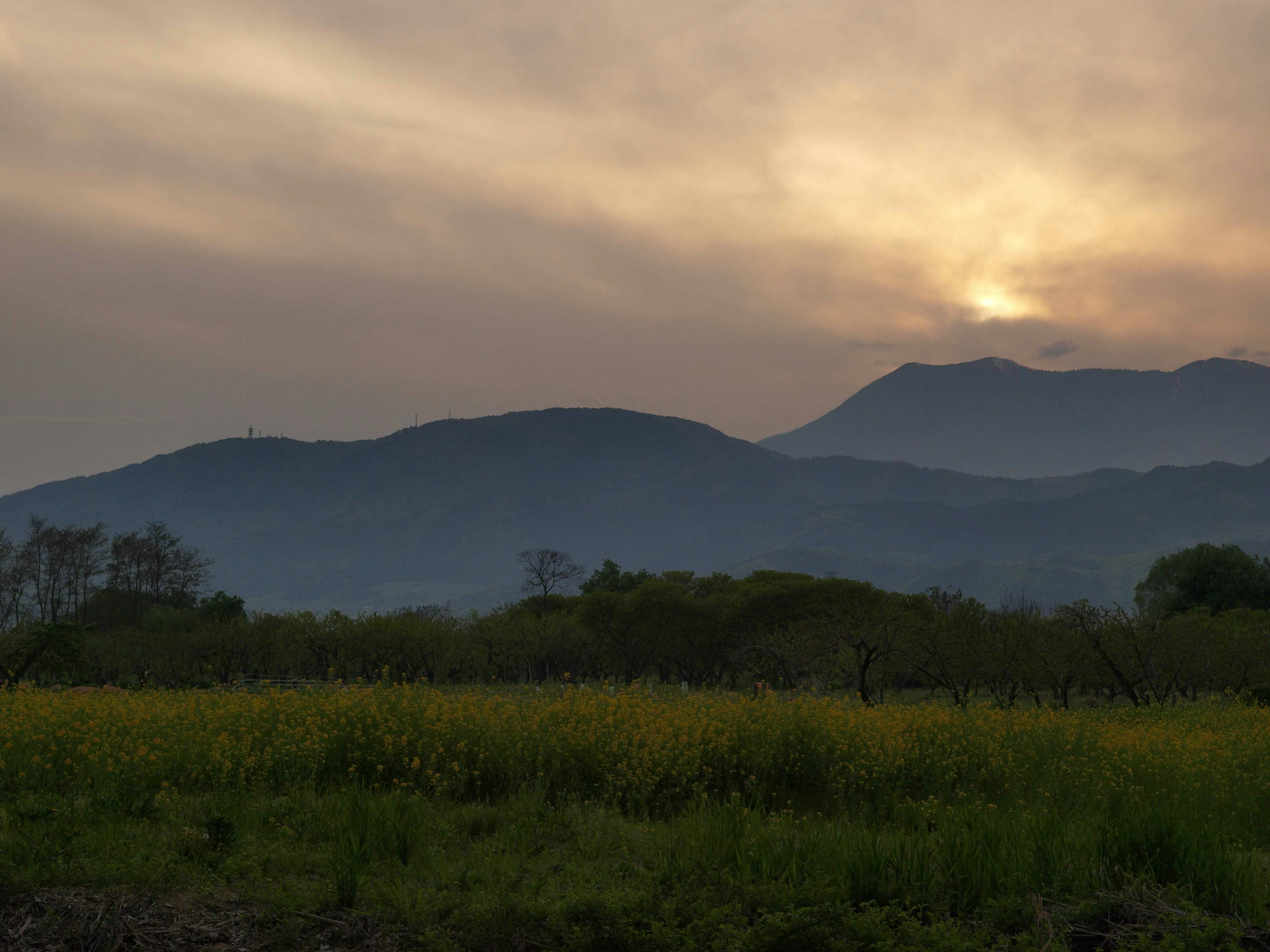 Montañas al fondo durante el atardecer con un campo de flores amarillas en primer plano