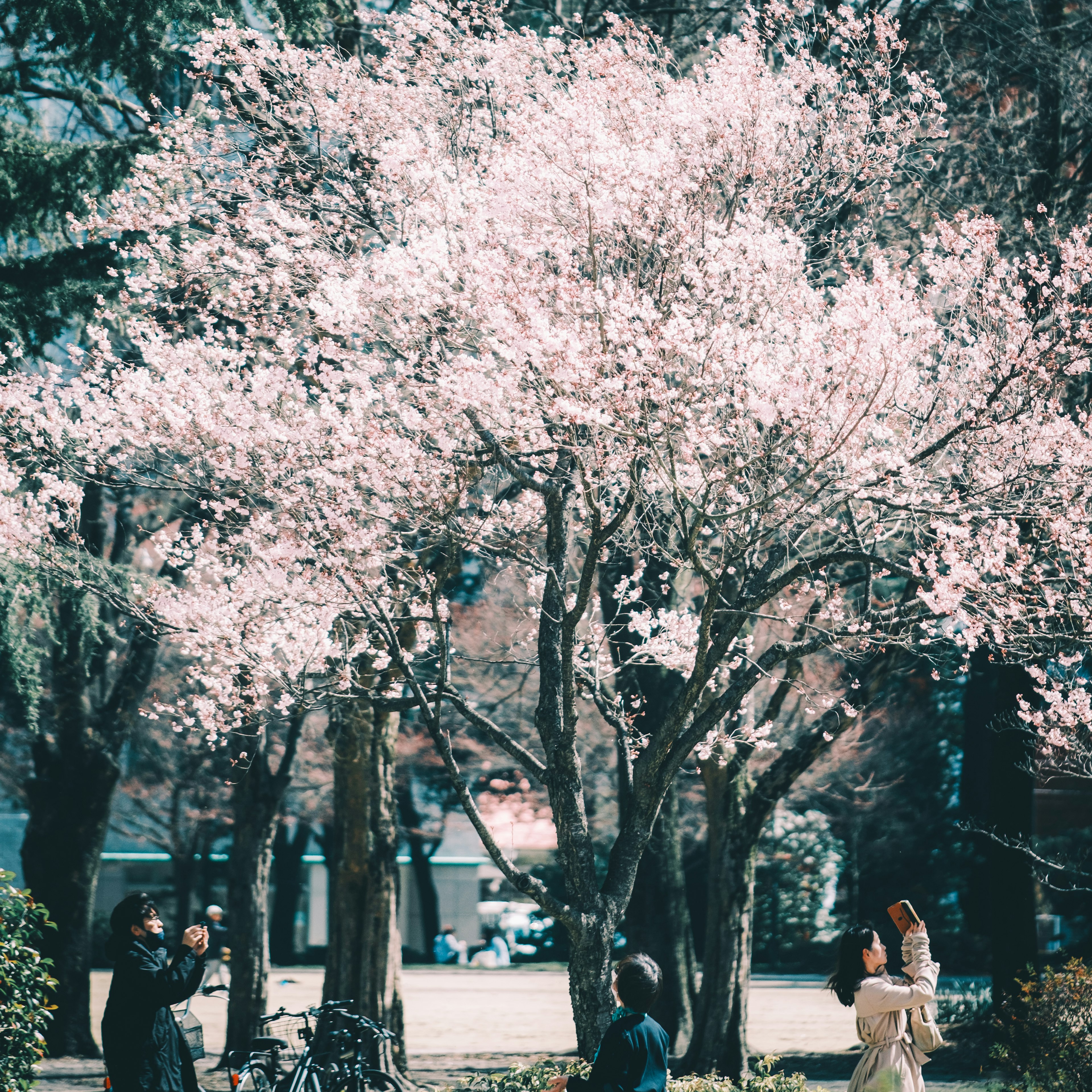 Personas tomando fotos bajo un árbol de cerezo en flor con hermosas flores rosas