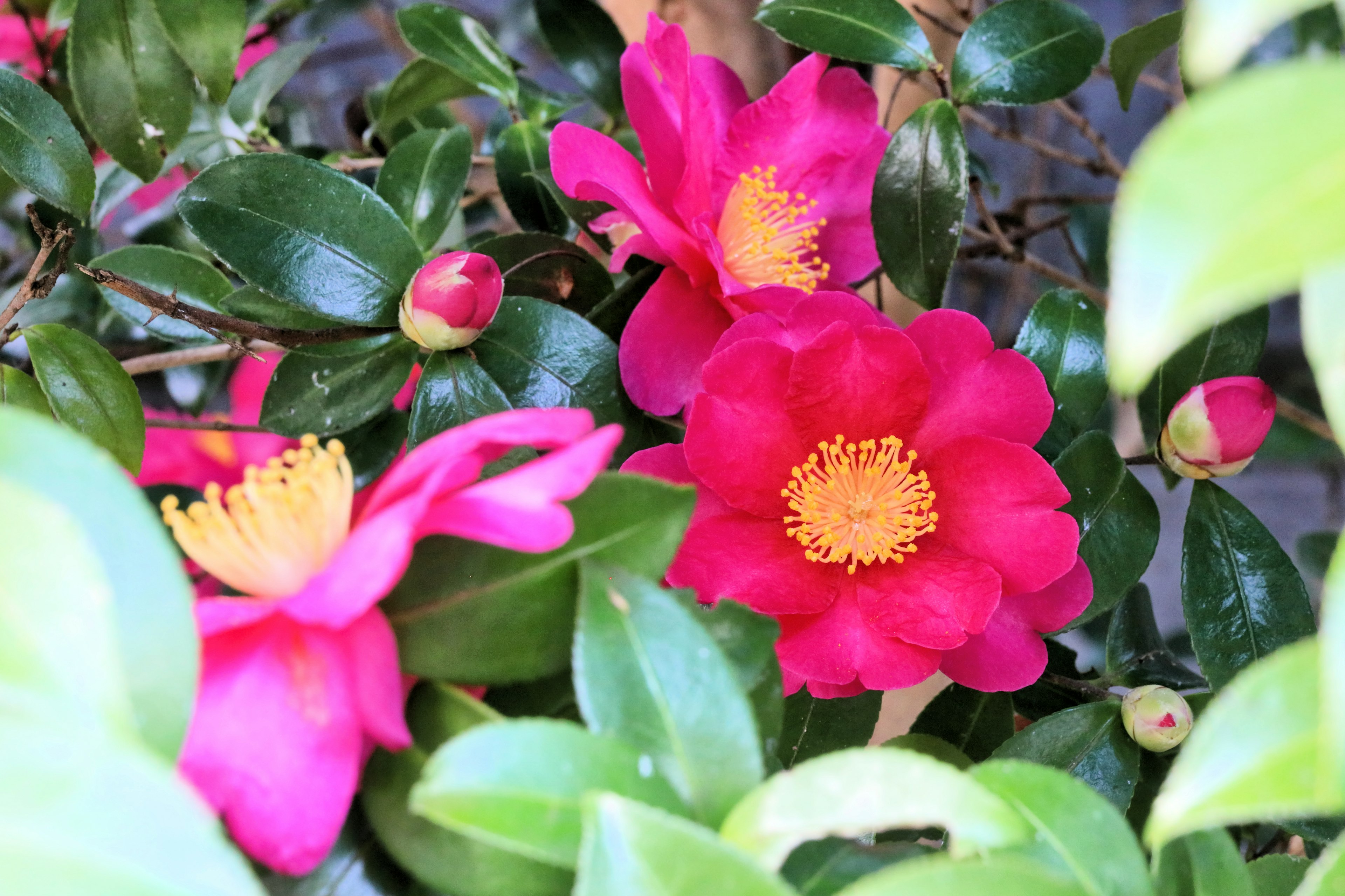 Close-up bunga camellia merah muda cerah dengan daun hijau