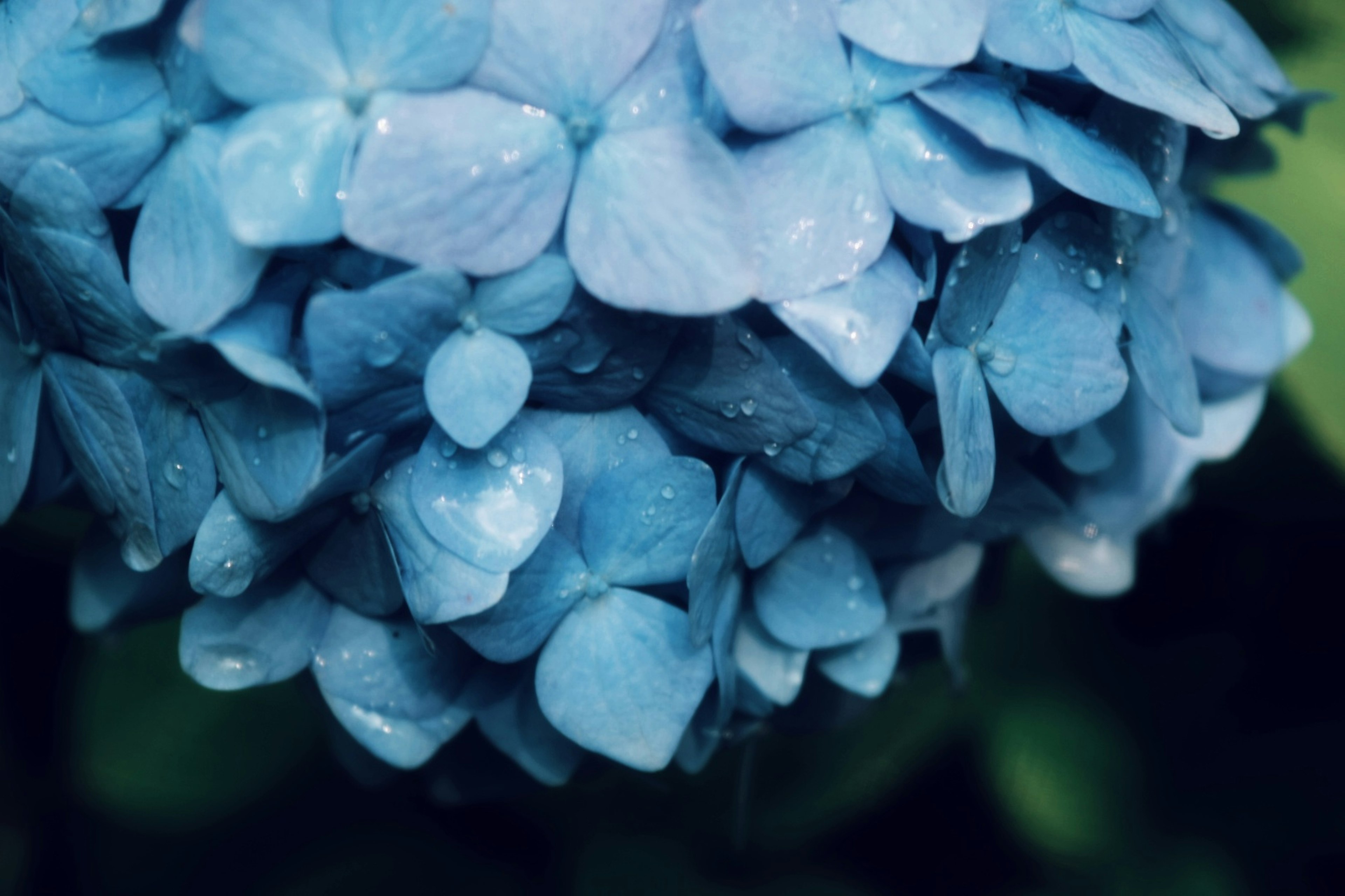 Gros plan d'une fleur d'hortensia bleue avec des gouttes de rosée