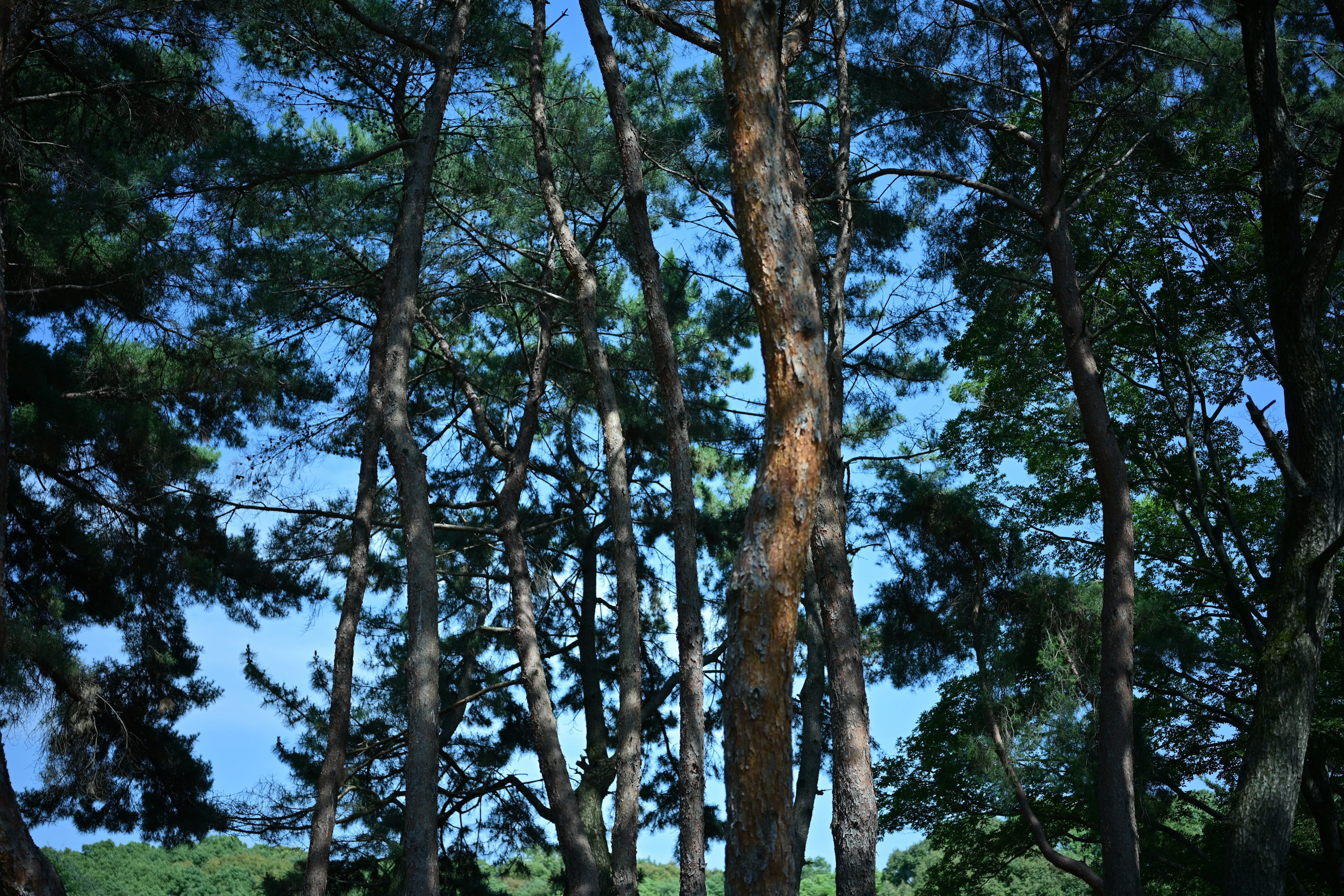 Tall pine trees standing under a clear blue sky