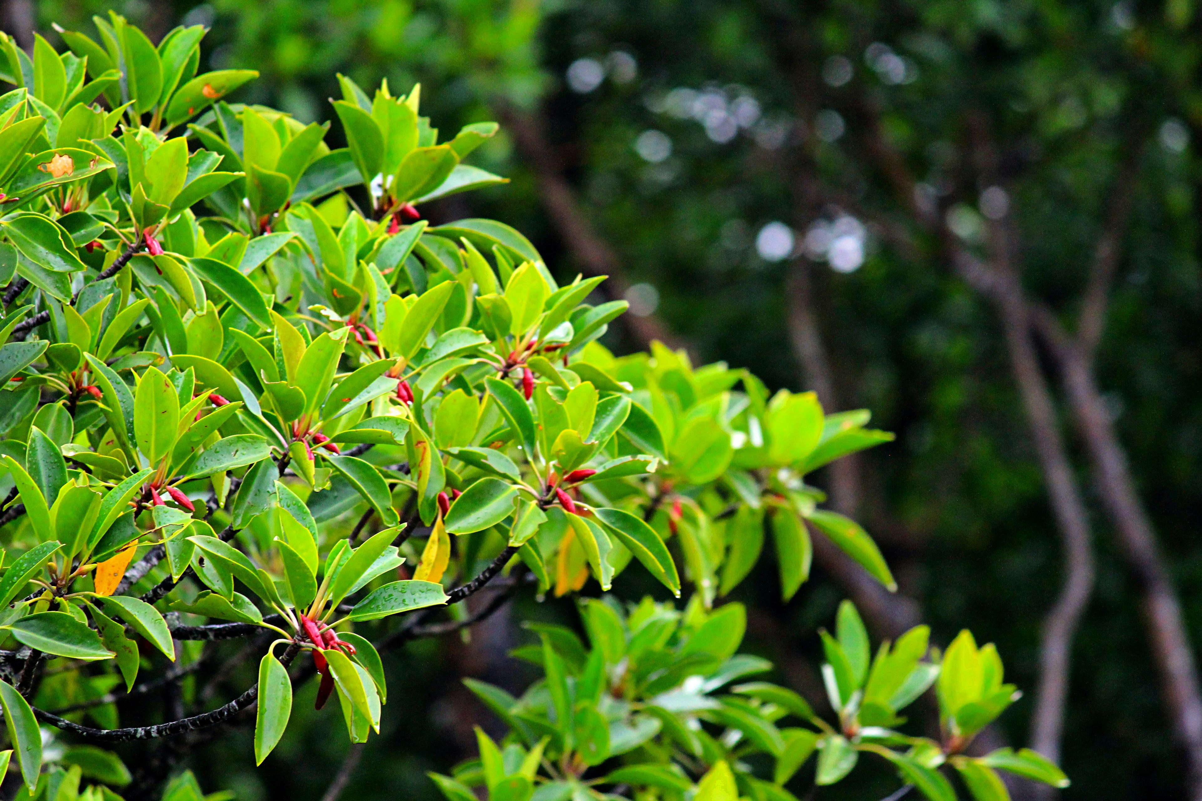 Primo piano di una pianta verde rigogliosa con gemme rosse