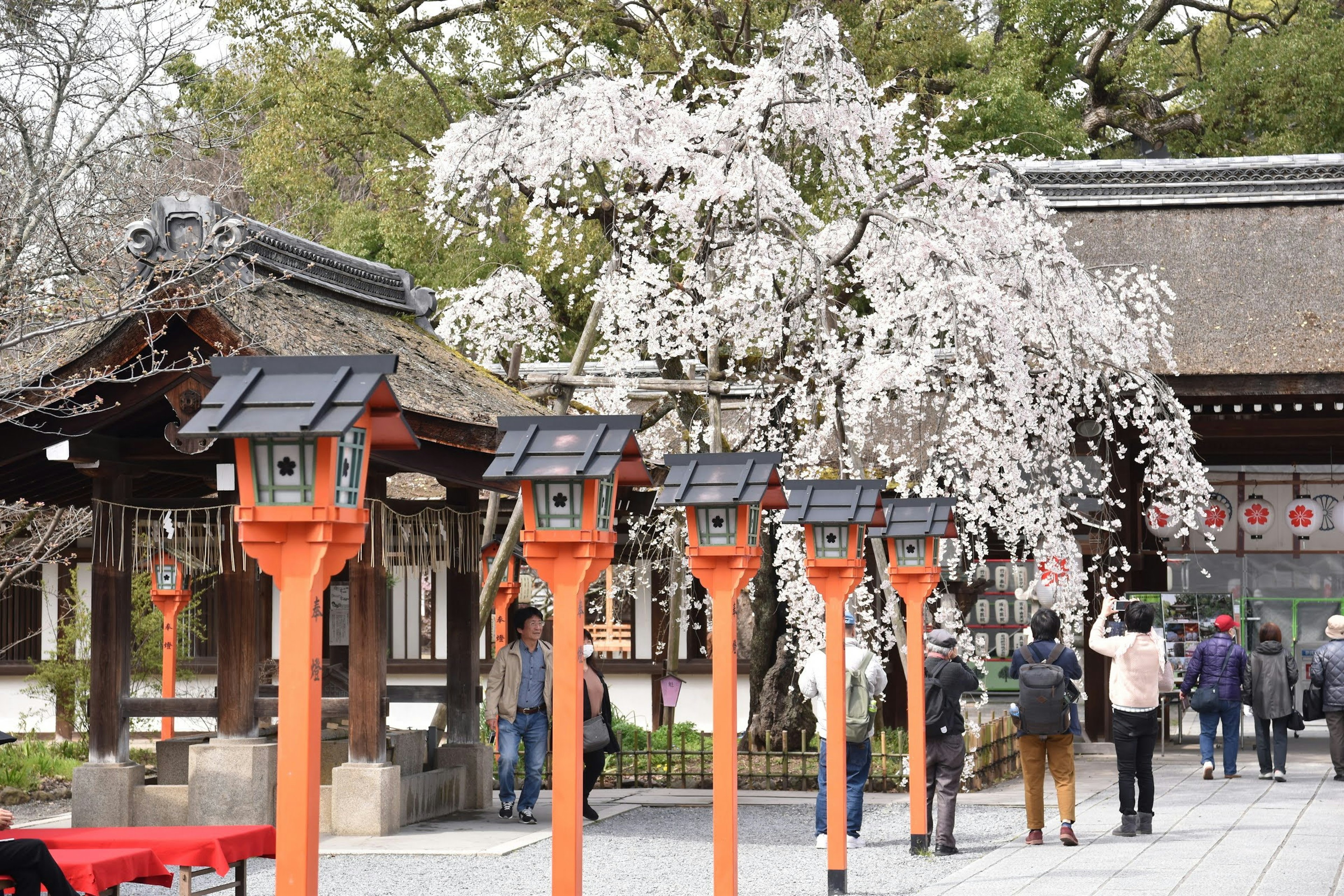 Scenic view of a shrine with cherry blossoms and red lanterns